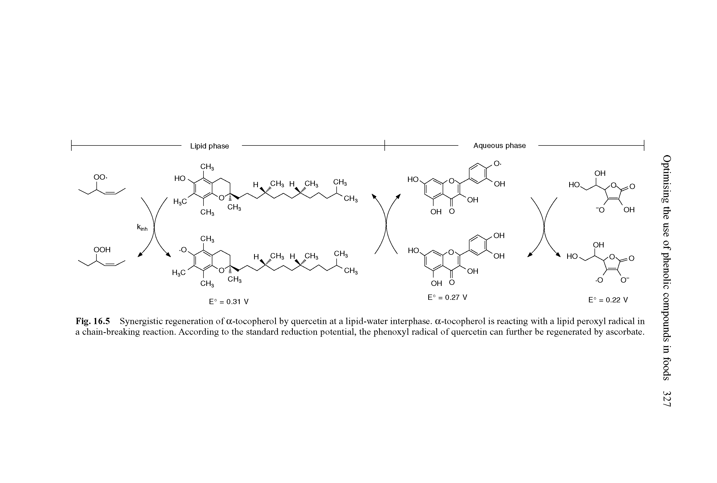 Fig. 16.5 Synergistic regeneration of a-tocopherol by quercetin at a lipid-water interphase. a-tocopherol is reacting with a lipid peroxyl radical in a chain-breaking reaction. According to the standard reduction potential, the phenoxyl radical of quercetin can further be regenerated by ascorbate.
