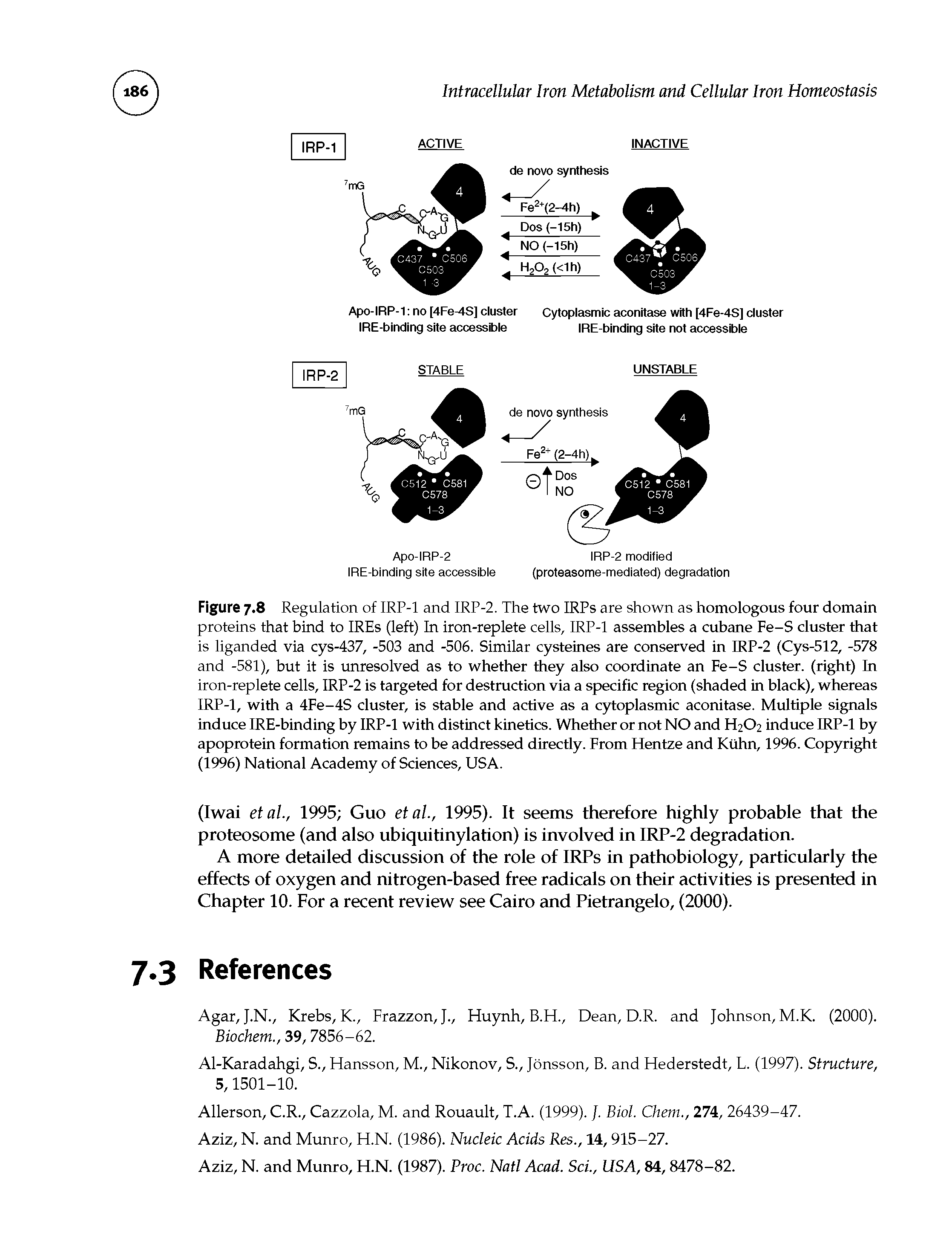 Figure 7.8 Regulation of IRP-1 and IRP-2. The two IRPs are shown as homologous four domain proteins that bind to IREs (left) In iron-replete cells, IRP-1 assembles a cubane Fe-S cluster that is liganded via cys-437, -503 and -506. Similar cysteines are conserved in IRP-2 (Cys-512, -578 and -581), but it is unresolved as to whether they also coordinate an Fe-S cluster, (right) In iron-replete cells, IRP-2 is targeted for destruction via a specific region (shaded in black), whereas IRP-1, with a 4Fe-4S cluster, is stable and active as a cytoplasmic aconitase. Multiple signals induce IRE-binding by IRP-1 with distinct kinetics. Whether or not NO and H2O2 induce IRP-1 by apoprotein formation remains to be addressed directly. From Hentze and Kuhn, 1996. Copyright (1996) National Academy of Sciences, USA.