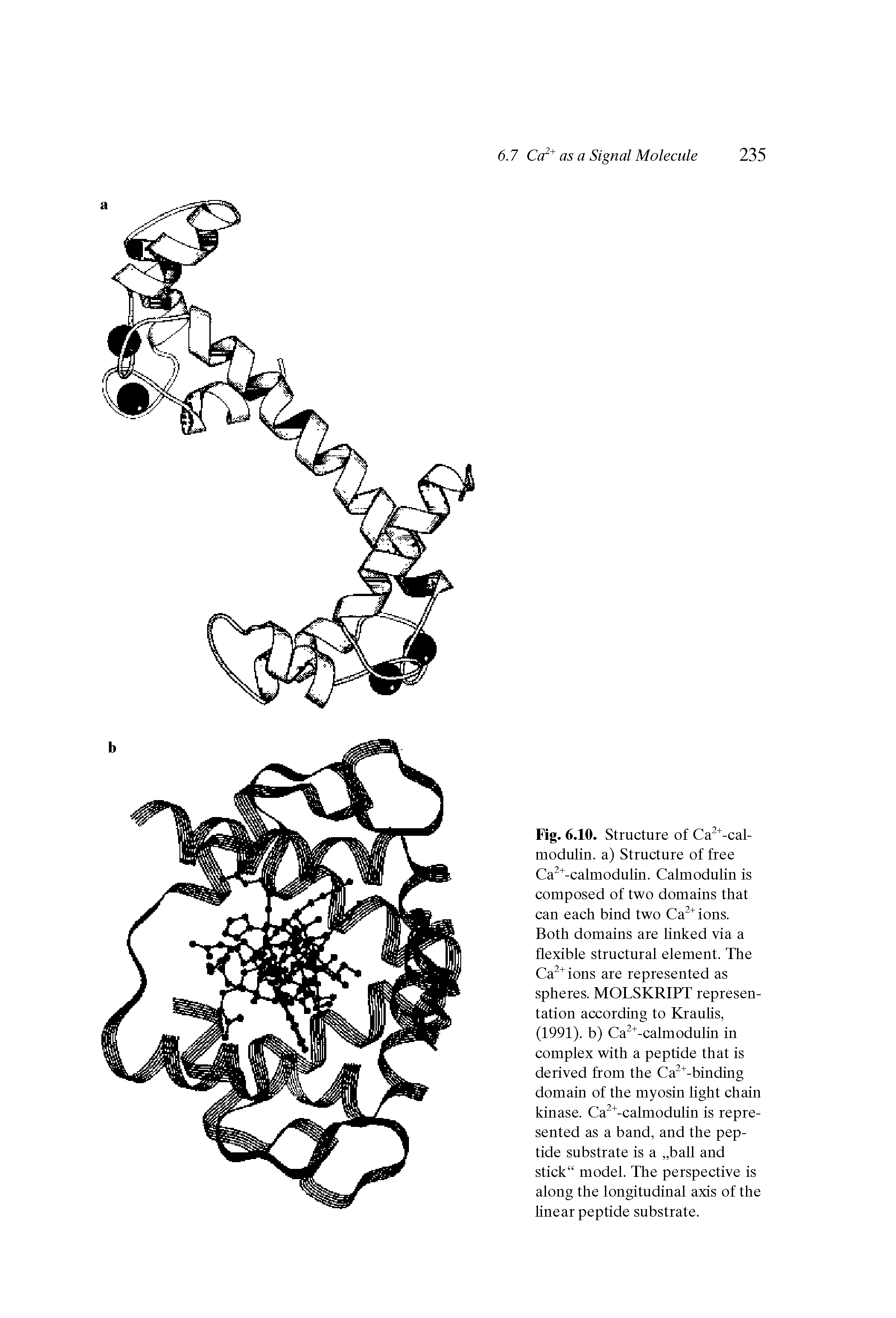 Fig. 6.10. Structure of Ca -cal-modulin. a) Structure of free Ca -calmodulin. Calmodulin is composed of two domains that can each bind two Ca ions. Both domains are linked via a flexible structural element. The Ca ions are represented as spheres. MOLSKRIPT representation according to Krauhs, (1991). b) Ca -calmodulin in complex with a peptide that is derived from the Ca -binding domain of the myosin light chain kinase. Ca -calmodulin is represented as a band, and the peptide substrate is a ball and stick" model. The perspective is along the longitudinal axis of the hnear peptide substrate.