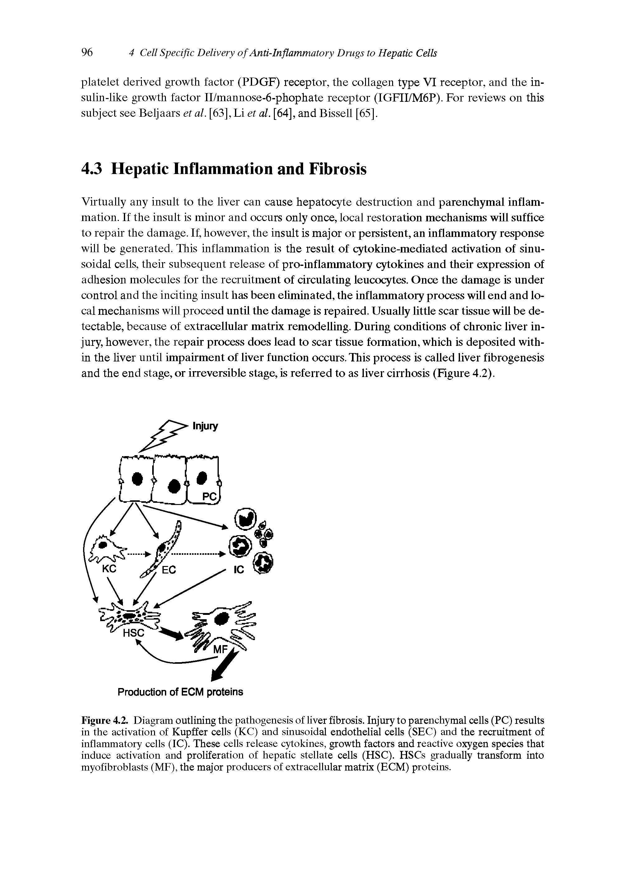 Figure 4.2. Diagram outlining the pathogenesis of liver fibrosis. Injury to parenchymal cells (PC) results in the activation of Kupffer cells (KC) and sinusoidal endothelial cells (SEC) and the recruitment of inflammatory cells (IC). These cells release cytokines, growth factors and reactive oxygen species that induce activation and proliferation of hepatic stellate cells (HSC). HSCs gradually transform into myofibroblasts (MF), the major producers of extracellular matrix (ECM) proteins.