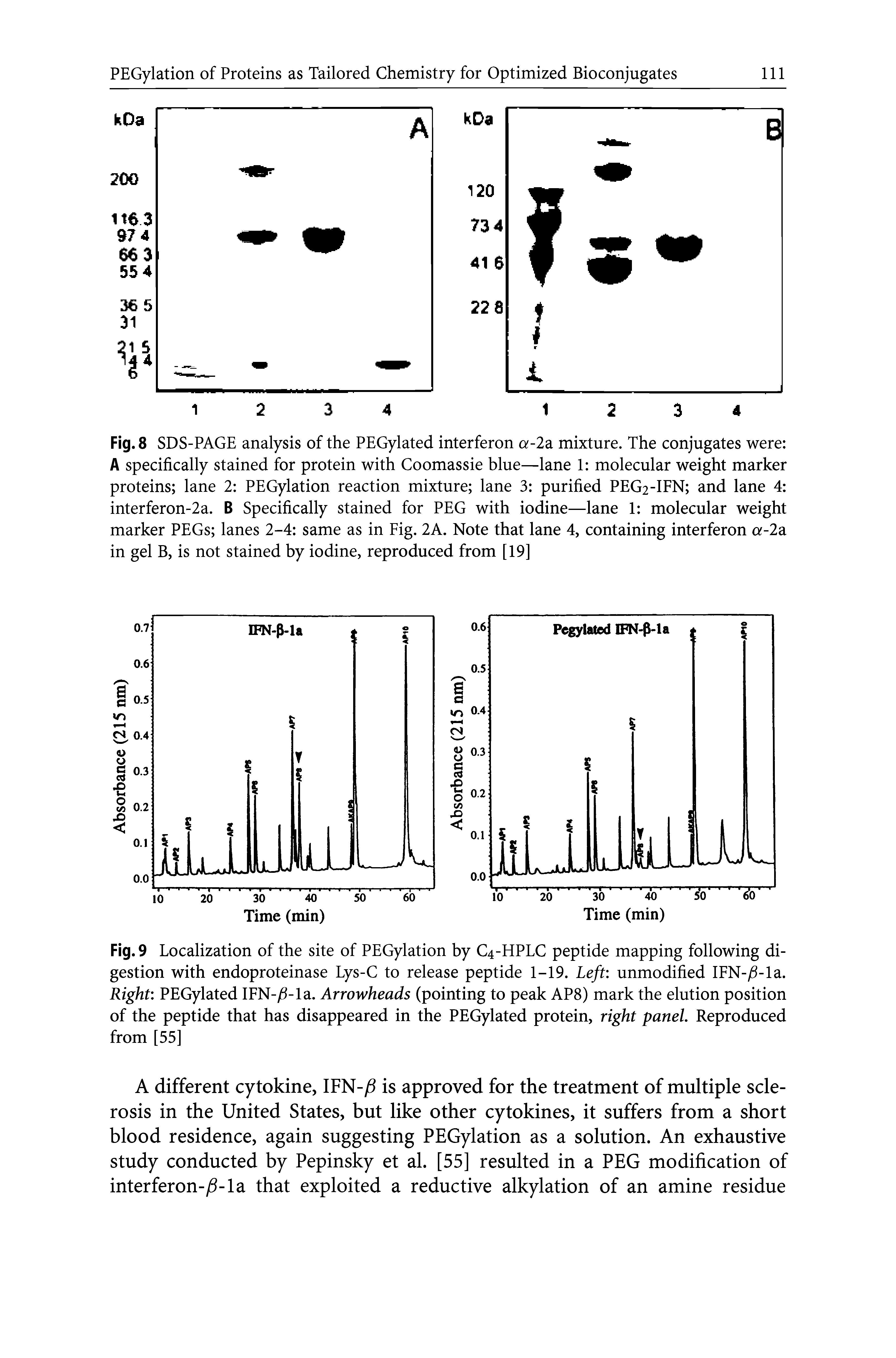 Fig. 8 SDS-PAGE analysis of the PEGylated interferon Qf-2a mixture. The conjugates were A specifically stained for protein with Coomassie blue—lane 1 molecular weight marker proteins lane 2 PEGylation reaction mixture lane 3 purified PEG2-IFN and lane 4 interferon-2 a. B Specifically stained for PEG with iodine—lane 1 molecular weight marker PEGs lanes 2-4 same as in Fig. 2A. Note that lane 4, containing interferon a-2a in gel B, is not stained by iodine, reproduced from [19]...
