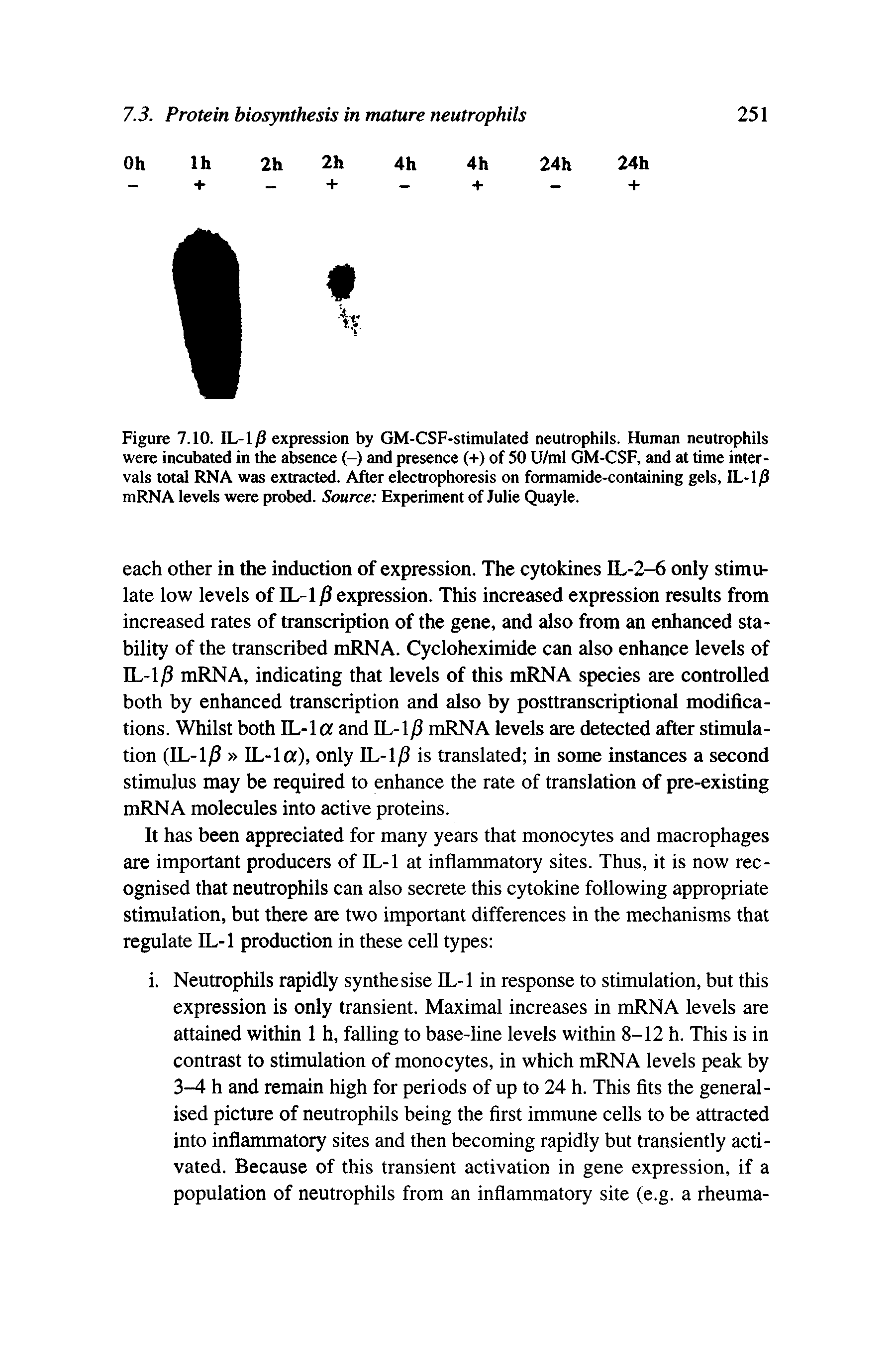 Figure 7.10. IL-l/J expression by GM-CSF-stimulated neutrophils. Human neutrophils were incubated in the absence (-) and presence (+) of 50 U/ml GM-CSF, and at time intervals total RNA was extracted. After electrophoresis on formamide-containing gels, IL-1/3 mRNA levels were probed. Source Experiment of Julie Quayle.