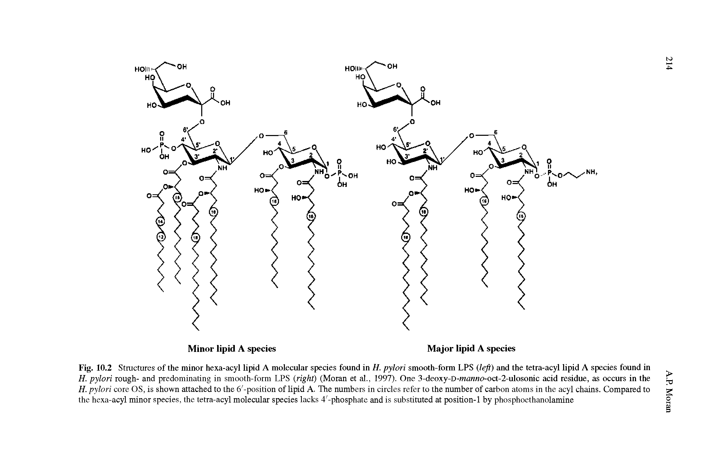 Fig. 10.2 Structures of the minor hexa-acyl lipid A molecular species found in H. pylori smooth-form LPS (left) and the tetra-acyl lipid A species found in H. pylori rough- and predominating in smooth-form LPS (right) (Moran et al., 1997). One 3-deoxy-D-man ooct-2-ulosonic acid residue, as occurs in the H. pylori core OS, is shown attached to the 6 -position of lipid A. The numbers in circles refer to the number of carbon atoms in the acyl chains. Compared to the hexa-acyl minor species, the tetra-acyl molecular species lacks 4 -phosphate and is substituted at position-1 by phosphoethanolamine...