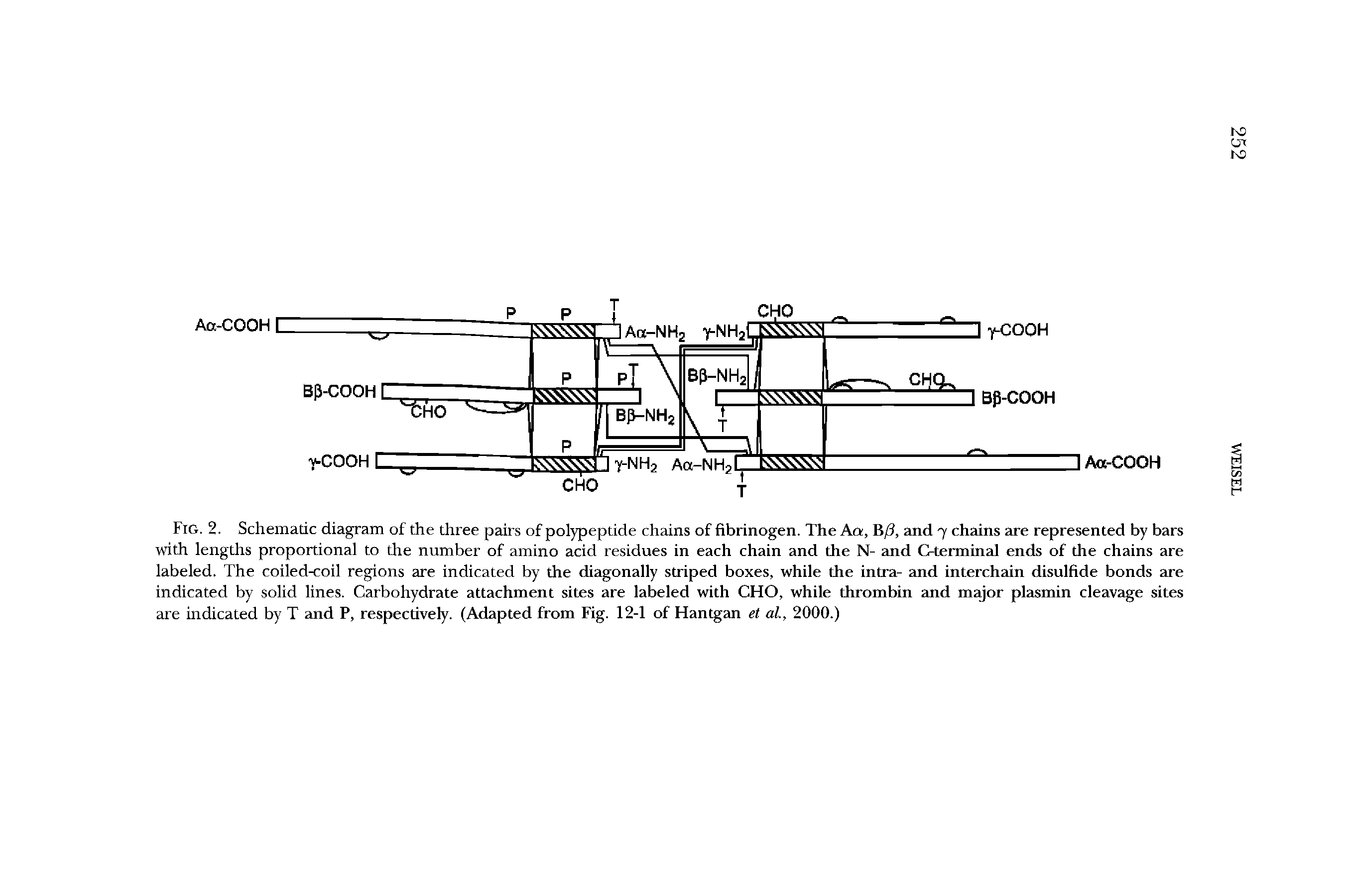 Fig. 2. Schematic diagram of the three pairs of polypeptide chains of fibrinogen. The Aa, B/3, and 7 chains are represented by bars with lengths proportional to the number of amino acid residues in each chain and the N- and C-terminal ends of the chains are labeled. The coiled-coil regions are indicated by the diagonally striped boxes, while the intra- and interchain disulfide bonds are indicated by solid lines. Carbohydrate attachment sites are labeled with CHO, while thrombin and major plasmin cleavage sites are indicated by T and P, respectively. (Adapted from Fig. 12-1 of Hantgan et al., 2000.)...