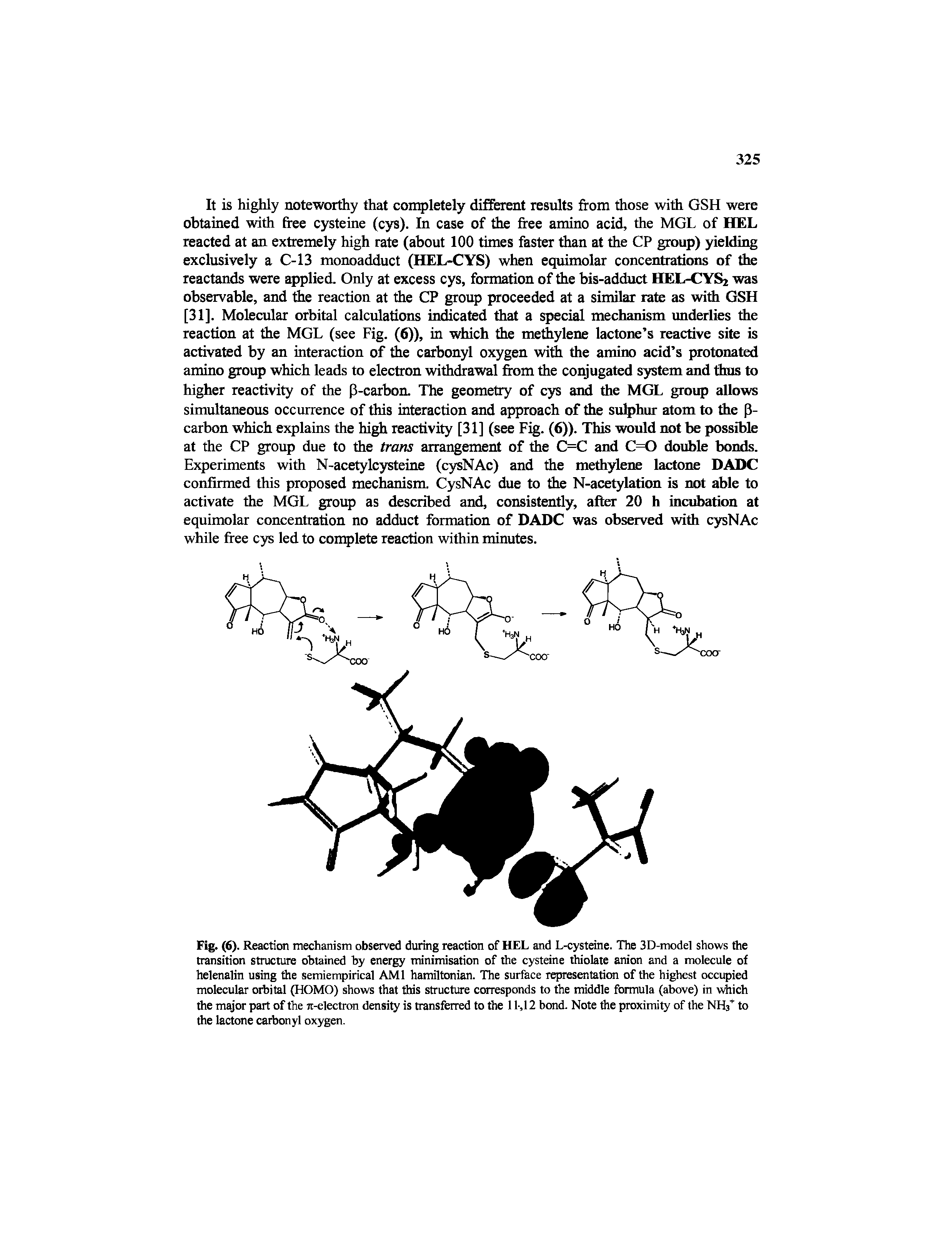 Fig. (6). Reaction mechanism observed during reaction of HEL and L-cysteine. The 3D-model shows the transition structure obtained by energy minimisation of the cysteine thiolate anion and a molecule of helenalin using the semiempirical AMI hamiltonian. The surface representation of the highest occupied molecular orbital (HOMO) shows that this structure corresponds to the middle formula (above) in which the major part of the jt-electron density is transferred to the 11-.12 bond. Note the proximity of the NH3T to the lactone carbonyl oxygen.
