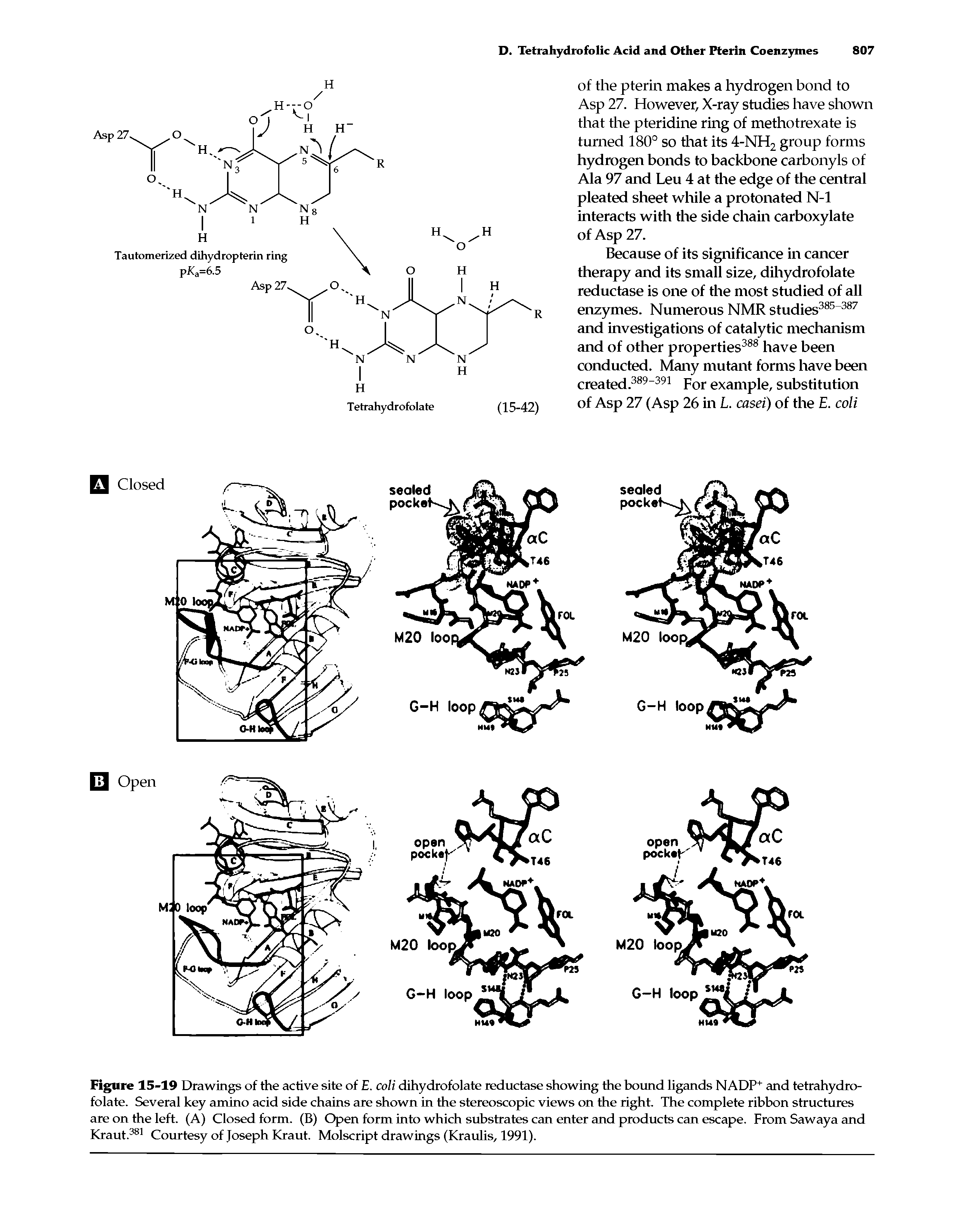 Figure 15-19 Drawings of the active site of E. coli dihydrofolate reductase showing the hound ligands NADP+ and tetrahydrofolate. Several key amino acid side chains are shown in the stereoscopic views on the right. The complete ribbon structures are on the left. (A) Closed form. (B) Open form into which substrates can enter and products can escape. From Sawaya and Kraut.381 Courtesy of Joseph Kraut. Molscript drawings (Kraulis, 1991).