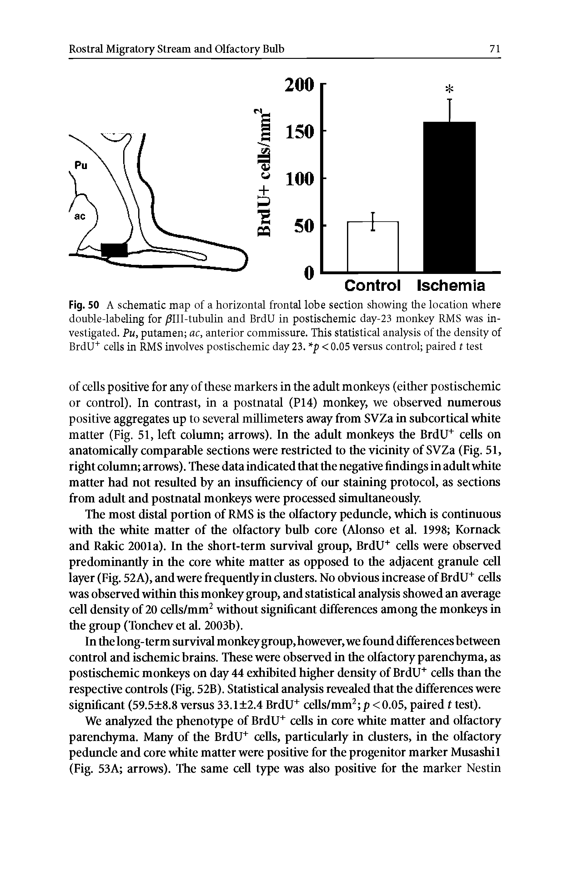 Fig. 50 A schematic map of a horizontal frontal lobe section showing the location where double-labeling for /3111-tubulin and BrdU in postischemic day-23 monkey RMS was investigated. Pu, putamen ac, anterior commissure. This statistical analysis of the density of BrdU+ cells in RMS involves postischemic day 23. p < 0.05 versus control paired t test...