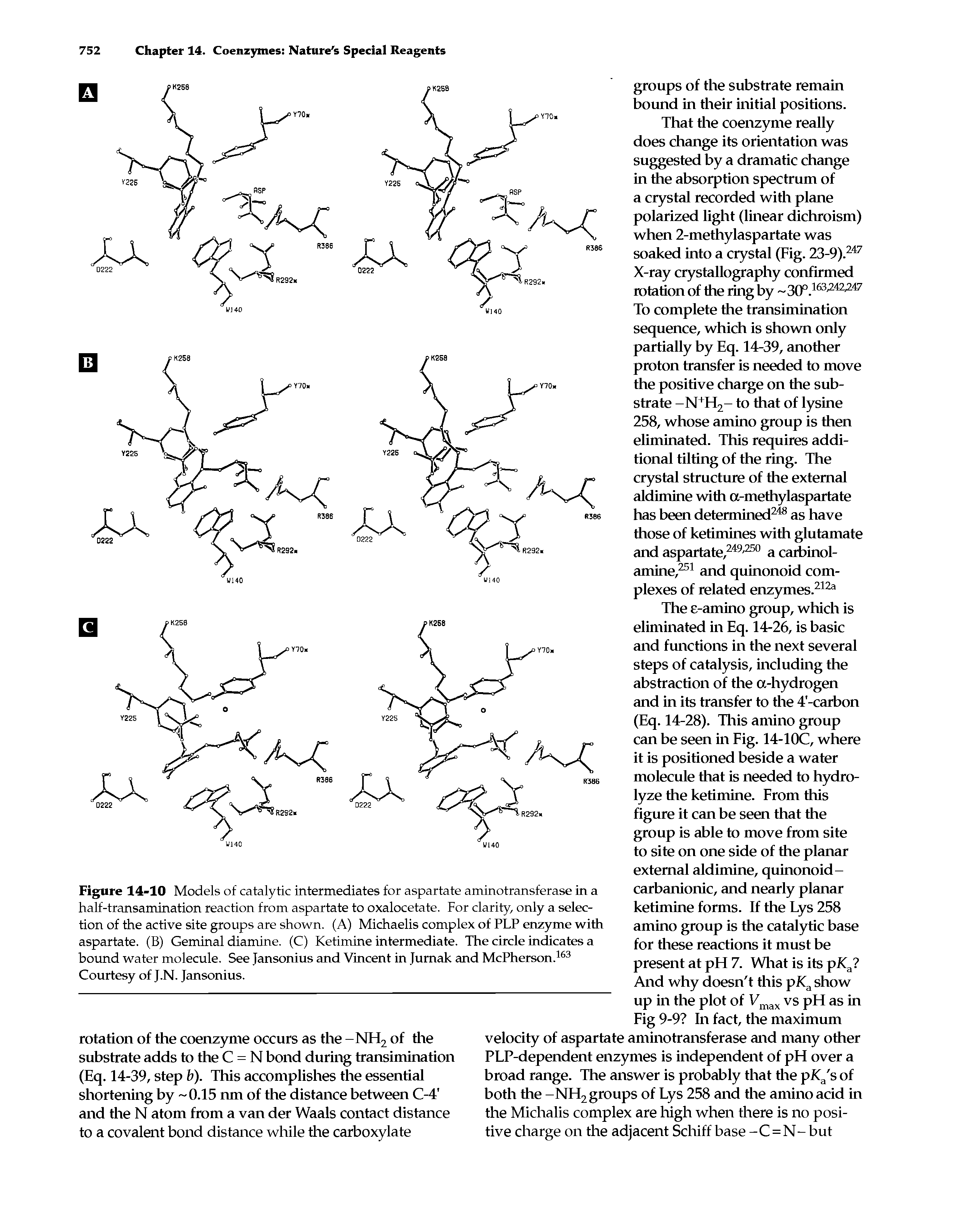Figure 14-10 Models of catalytic intermediates for aspartate aminotransferase in a half-transamination reaction from aspartate to oxalocetate. For clarity, only a selection of the active site groups are shown. (A) Michaelis complex of PLP enzyme with aspartate. (B) Geminal diamine. (C) Ketimine intermediate. The circle indicates a bound water molecule. See Jansonius and Vincent in Jurnak and McPherson.163 Courtesy of J.N. Jansonius.