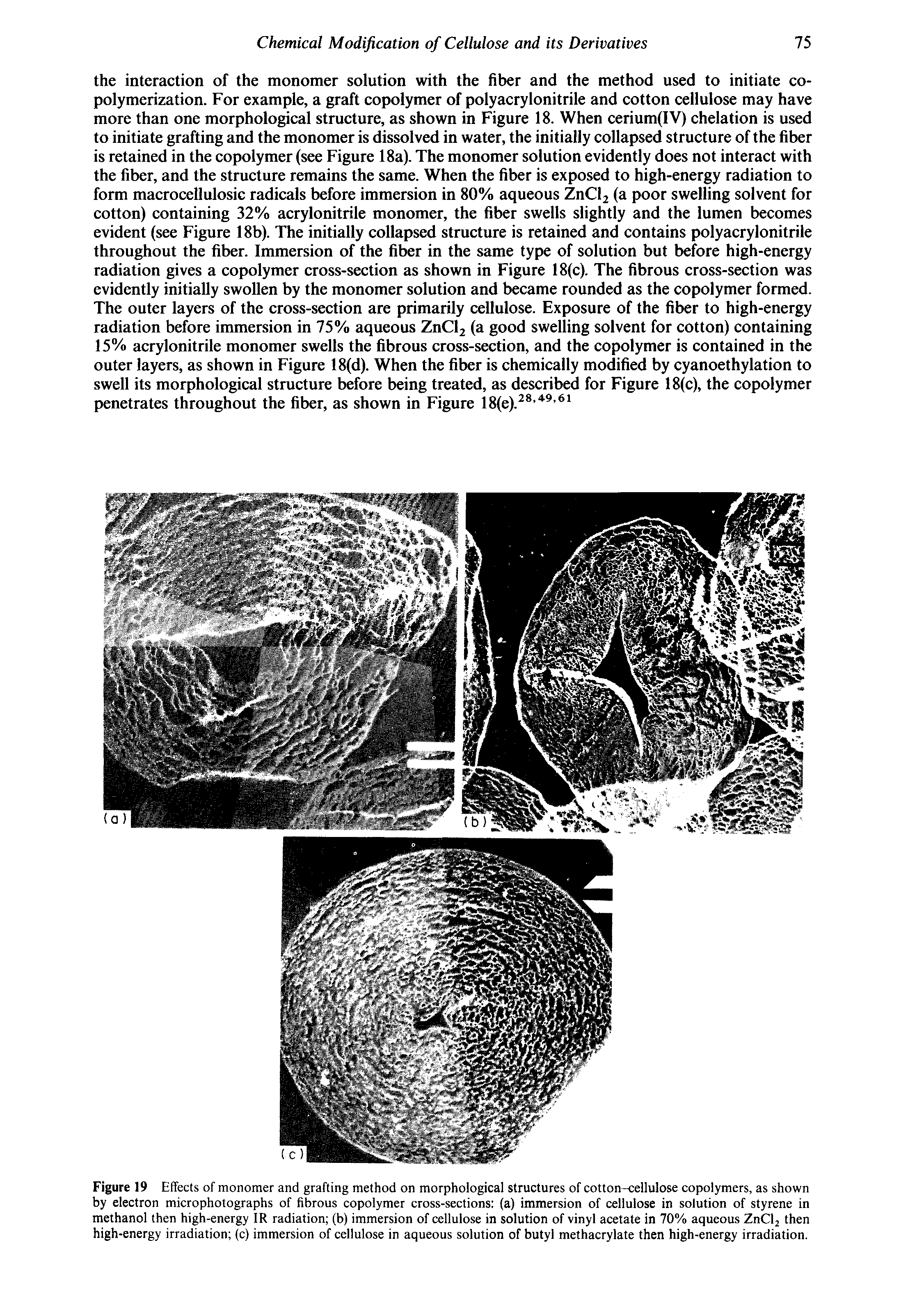 Figure 19 Effects of monomer and grafting method on morphological structures of cotton-cellulose copolymers, as shown by electron microphotographs of fibrous copolymer cross-sections (a) immersion of cellulose in solution of styrene in methanol then high-energy IR radiation (b) immersion of cellulose in solution of vinyl acetate in 70% aqueous ZnClj then high-energy irradiation (c) immersion of cellulose in aqueous solution of butyl methacrylate then high-energy irradiation.