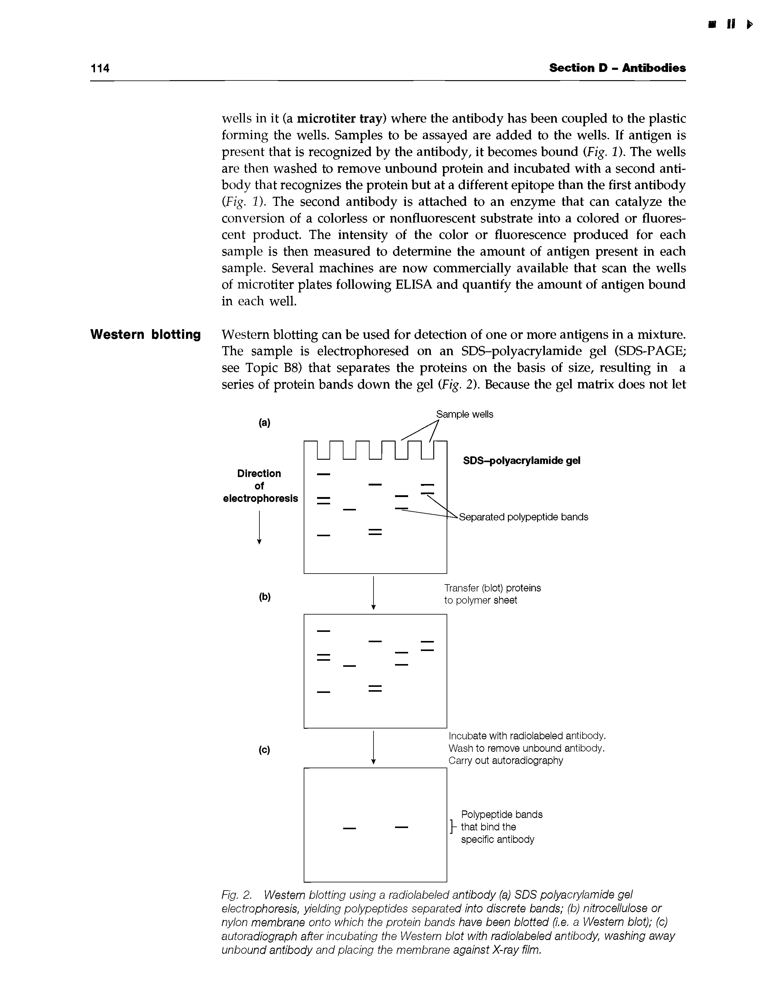 Fig. 2. Western blotting using a radiolabeled antibody (a) SDS polyacrylamide gel electrophoresis, yielding polypeptides separated into discrete bands (b) nitrocellulose or nylon membrane onto which the protein bands have been blotted (i.e. a Western blot) (c) autoradiograph after incubating the Western blot with radiolabeled antibody, washing away unbound antibody and placing the membrane against X-ray film.
