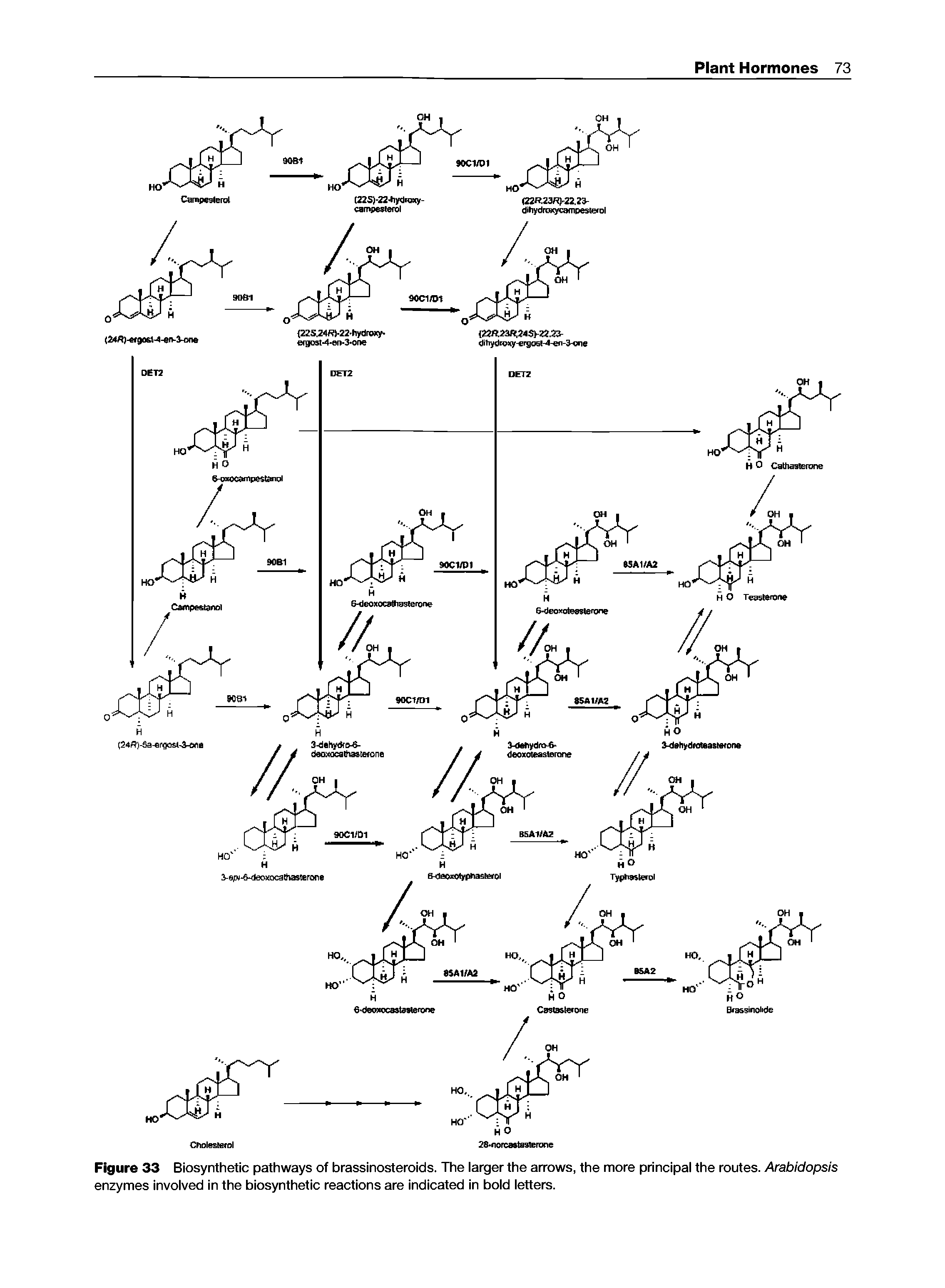 Figure 33 Biosynthetic pathways of brassinosteroids. The larger the arrows, the more principal the routes. Arabidopsis enzymes involved in the biosynthetic reactions are indicated in bold letters.