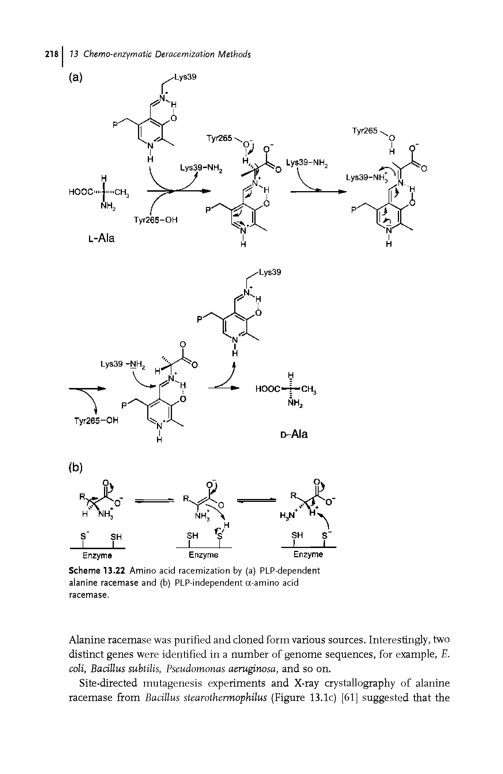 Scheme 13.22 Amino acid racemization by (a) PLP-dependent alanine racemase and (b) PLP-independent a-amino acid racemase.