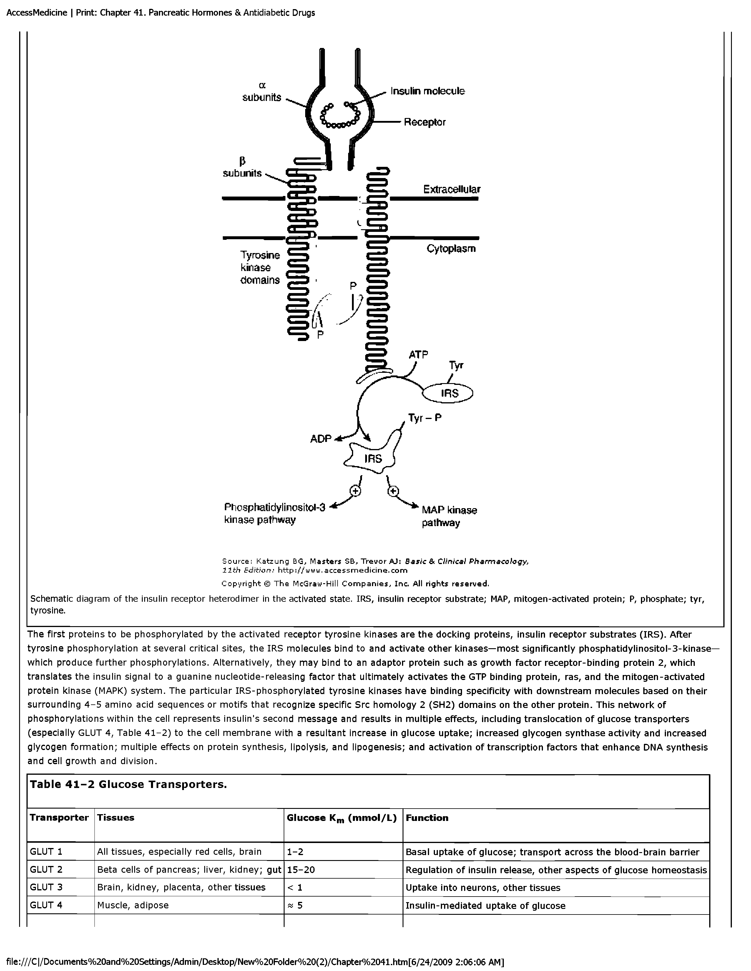 Schematic diagram of the insulin receptor heterodimer in the activated state. IRS, insulin receptor substrate MAP, mitogen-activated protein P, phosphate tyr, tyrosine.