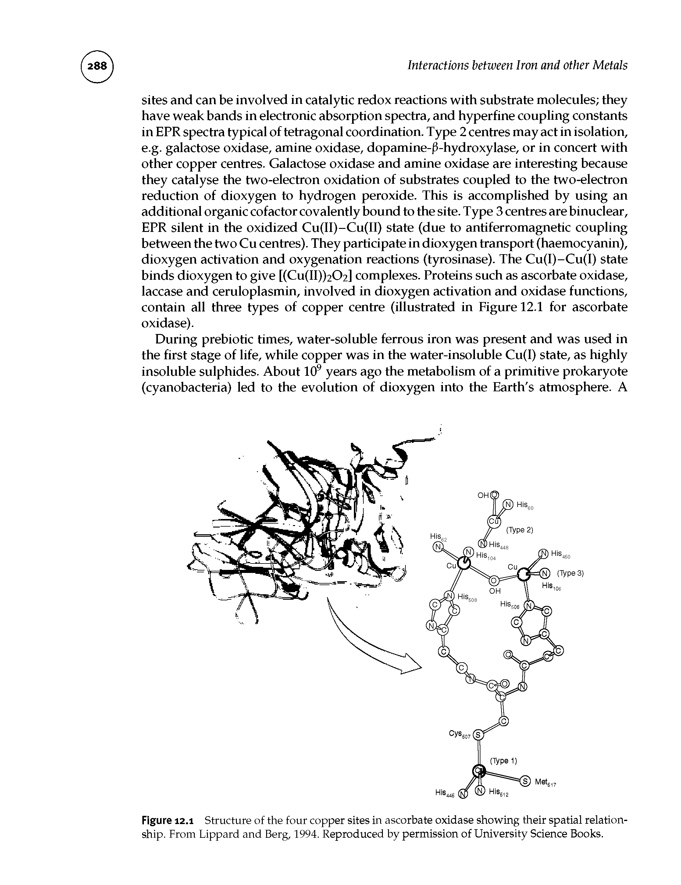 Figure 12.1 Structure of the four copper sites in ascorbate oxidase showing their spatial relationship. From Lippard and Berg, 1994. Reproduced by permission of University Science Books.