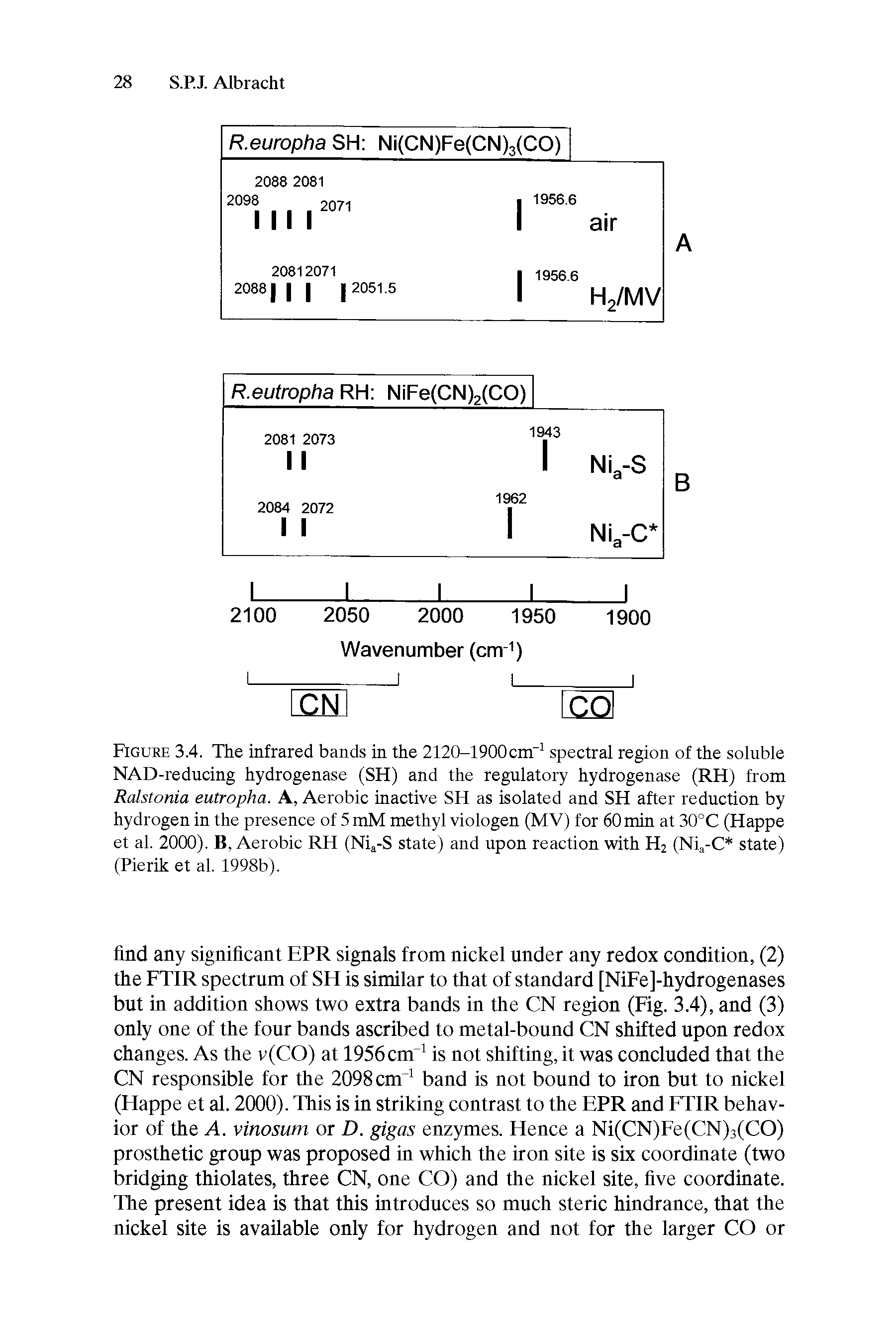 Figure 3.4. The infrared bands in the 2120-1900cm spectral region of the soluble NAD-reducing hydrogenase (SH) and the regulatory hydrogenase (RH) from Ralstonia eutropha. A, Aerobic inactive SH as isolated and SH after reduction by hydrogen in the presence of 5 mM methyl viologen (MV) for 60 min at 30°C (Happe et al. 2000). B, Aerobic RH (Nia-S state) and upon reaction with H2 (Nia-C state) (Pierik et al. 1998b).