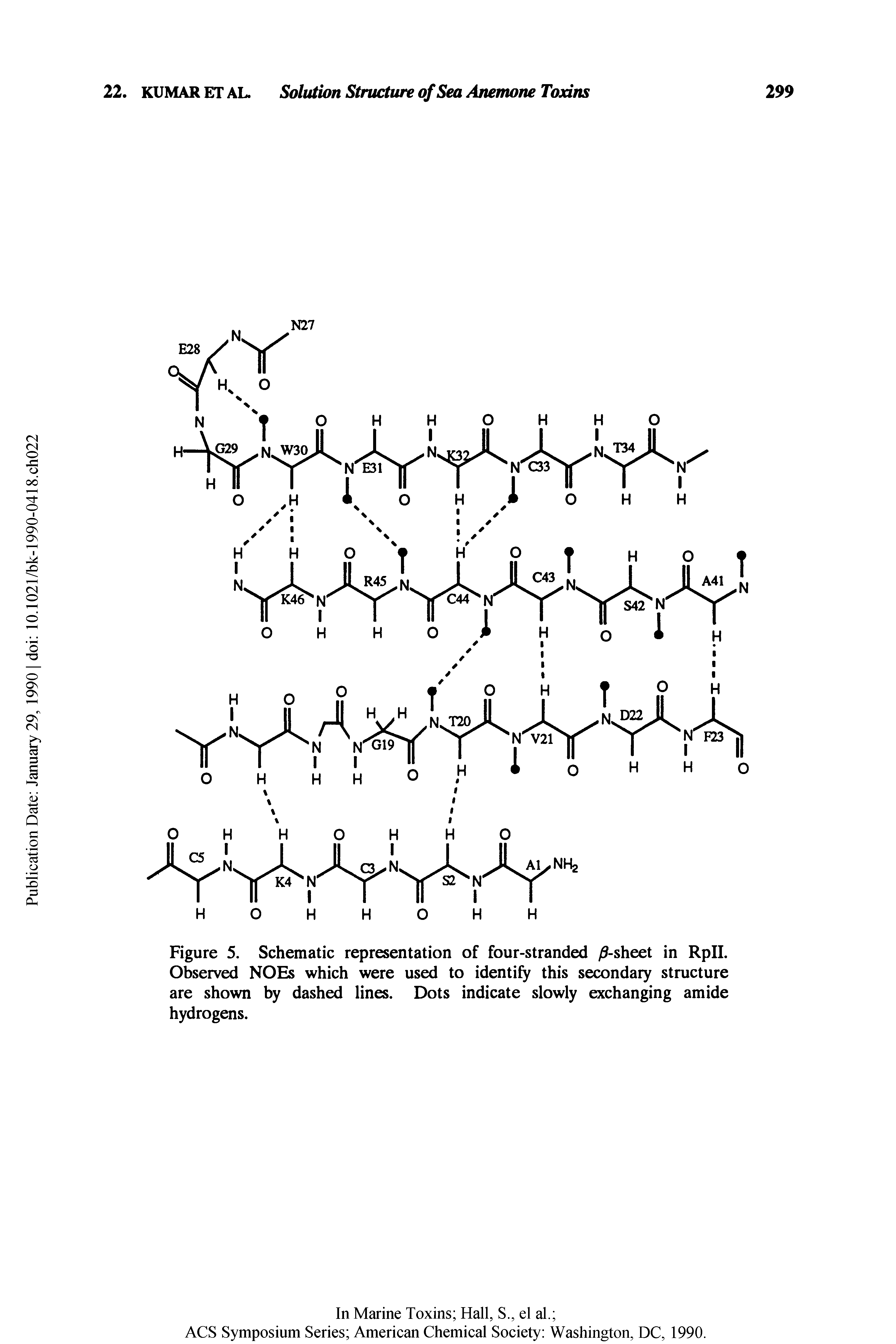 Figure 5. Schematic representation of four-stranded )9-sheet in RpII. Observed NOEs which were used to identify this secondary structure are shown by dashed lines. Dots indicate slowly exchanging amide hydrogens.