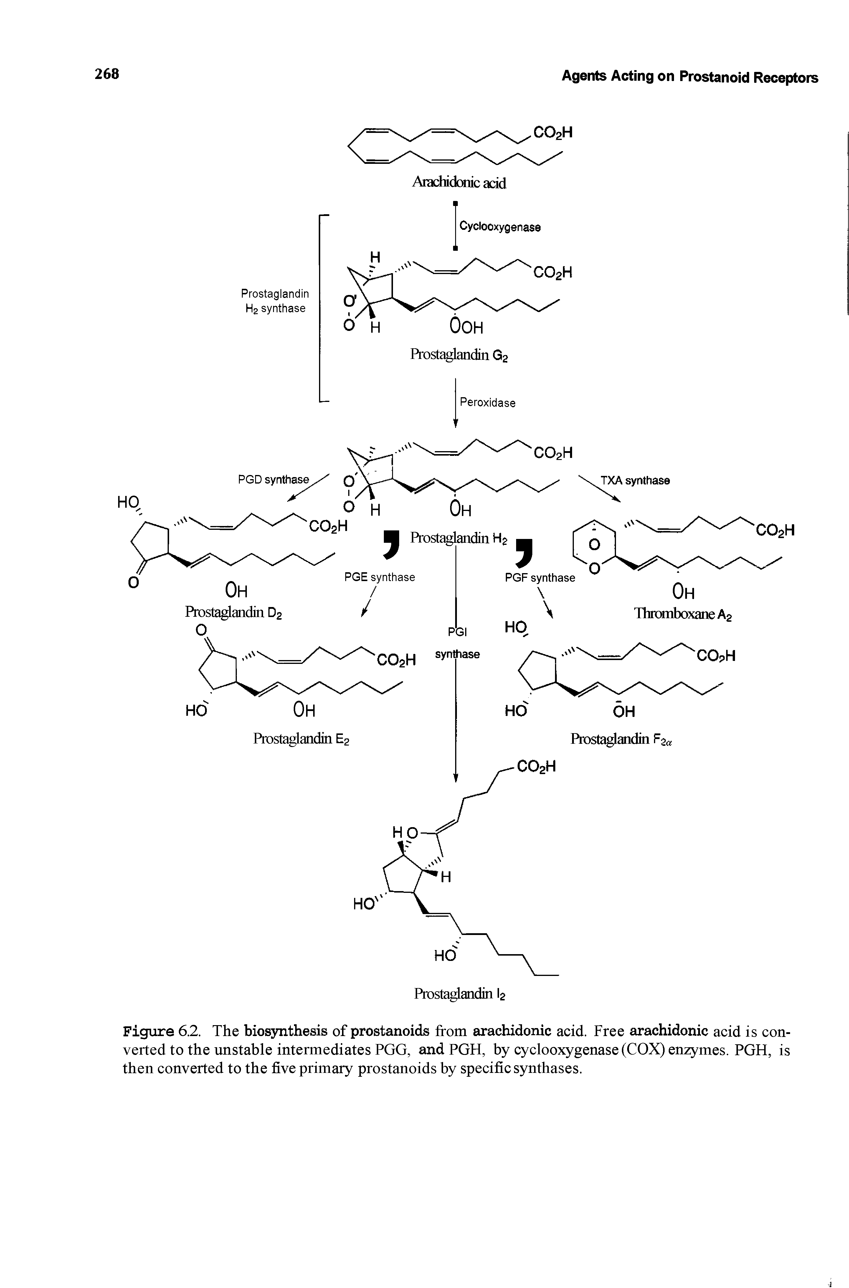 Figure 6.2. The biosynthesis of prostanoids from arachidonic acid. Free arachidonic acid is converted to the unstable intermediates PGG, and PGH, by cyclooxygenase (COX) enzymes. PGH, is then converted to the five primary prostanoids by specific synthases.