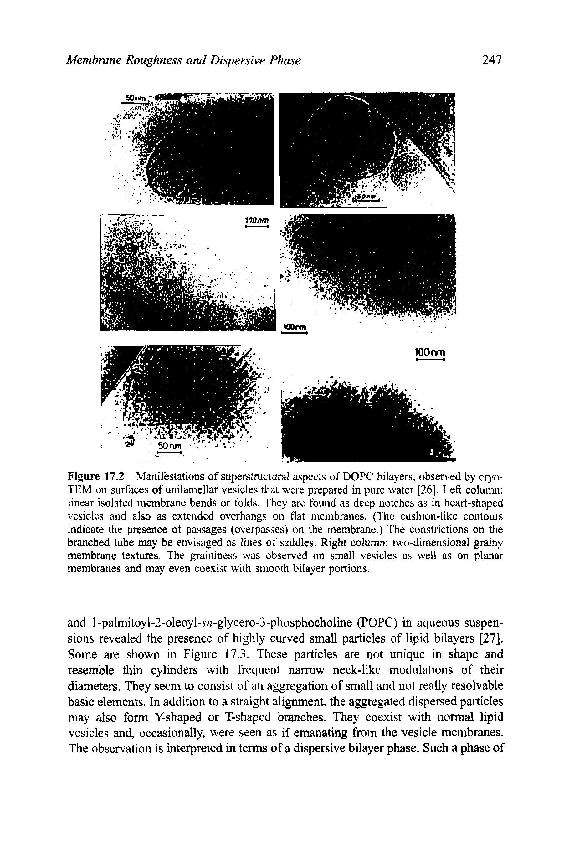 Figure 17.2 Manifestations of superstmctural aspects of DOPC bilayers, observed by cryo-TEM on surfaces of unilamellar vesicles that were prepared in pure water [26]. Left column linear isolated membrane bends or folds. They are found as deep notches as in heart-shaped vesicles and also as extended overhangs on flat membranes. (The cushion-like contours indicate the presence of passages (overpasses) on the membrane.) The constrictions on the branched tube may be envisaged as lines of saddles. Right column two-dimensional grainy membrane textures. The graininess was observed on small vesicles as well as on planar membranes and may even coexist with smooth bilayer portions.