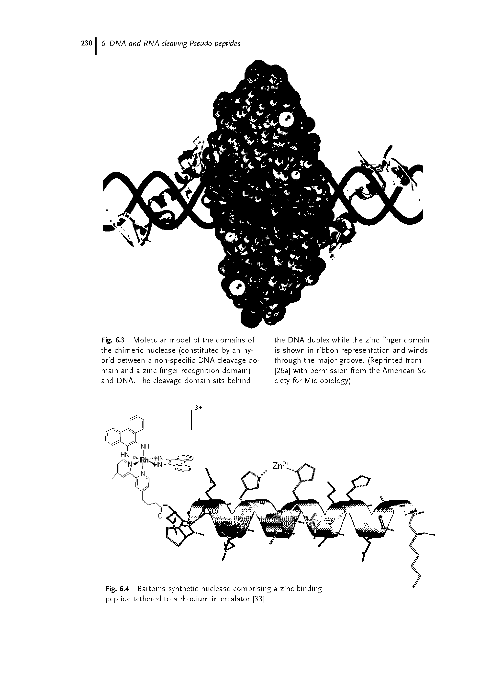 Fig. 6.3 Molecular model of the domains of the chimeric nuclease (constituted by an hybrid between a non-specific DNA cleavage domain and a zinc finger recognition domain) and DNA. The cleavage domain sits behind...