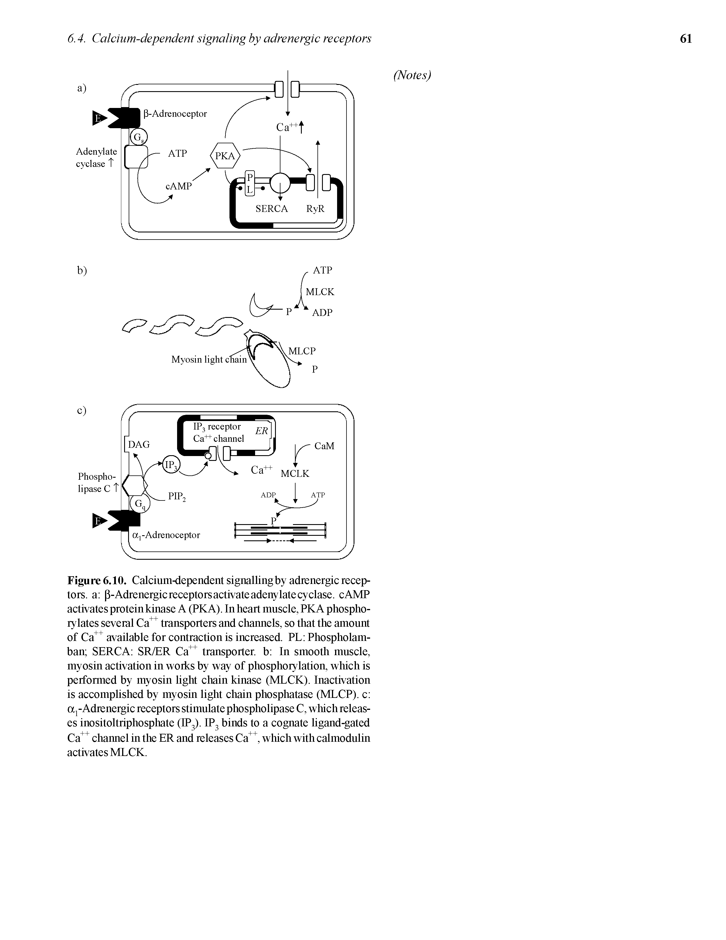 Figure 6.10. Calcium-dependent signalling by adrenergic receptors. a p-Adrenergic receptors activate adenylate cyclase. cAMP activates protein kinase A (PKA). In heart muscle, PKA phospho-rylates several Ca transporters and charmels, so that the amount of Ca available for contraction is increased. PL Phospholam-ban SERCA SR/ER Ca transporter, b In smooth muscle, myosin activation in works by way of phosphorylation, which is performed by myosin light chain kinase (MLCK). Inactivation is accomplished by myosin light chain phosphatase (MLCP). c aj-Adrenergic receptors stimulate phospholipase C, which releases inositoltriphosphate (IP3). IP3 binds to a cognate ligand-gated Ca chaimel in the ER and releases Ca, which with calmodulin activates MLCK.