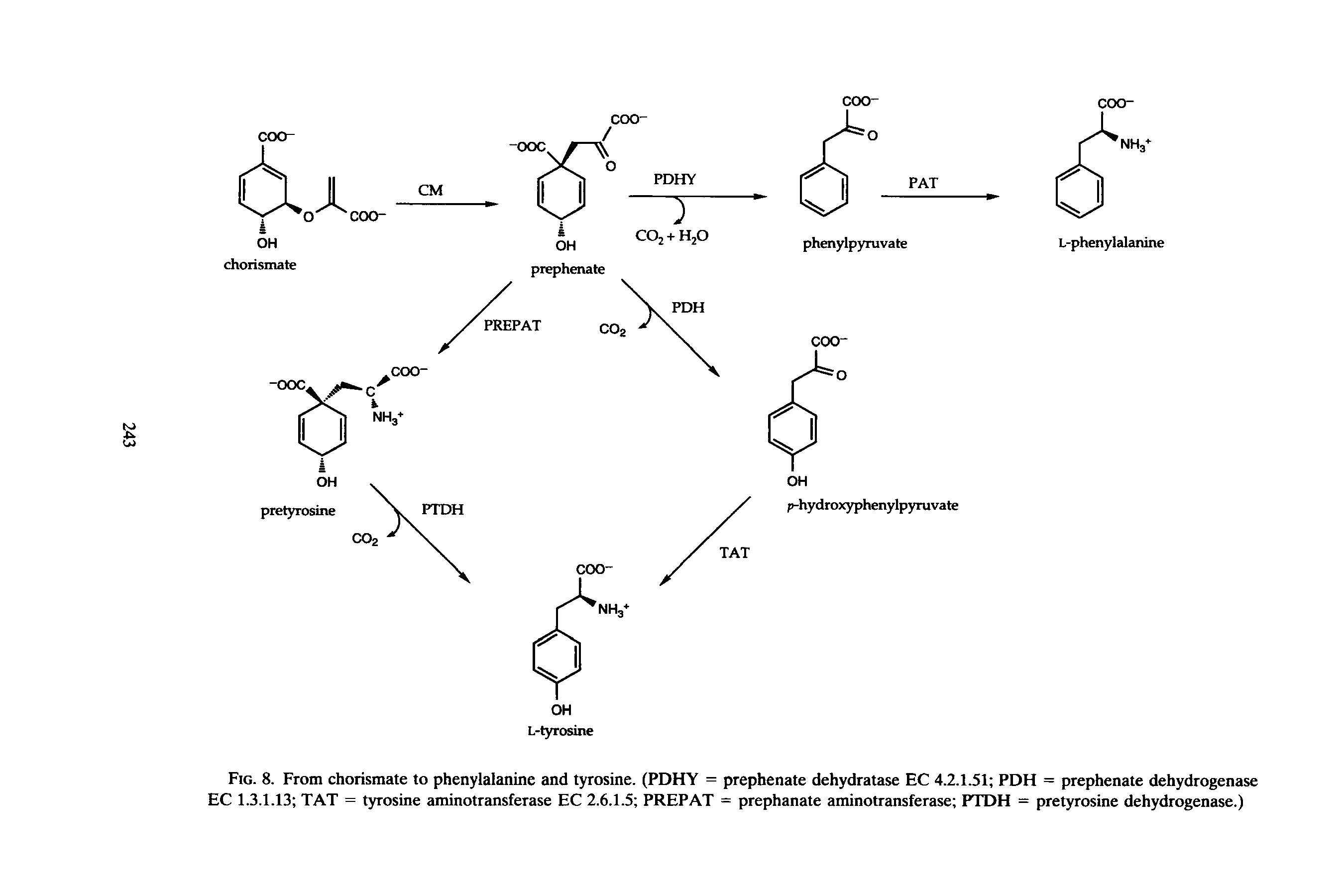 Fig. 8. From chorismate to phenylalanine and tyrosine. (PDHY = prephenate dehydratase EC 4.2.1.51 PDH = prephenate dehydrogenase EC 1.3.1.13 TAT = tyrosine aminotransferase EC 2.6.1.5 PREPAT = prephanate aminotransferase PTDH = pretyrosine dehydrogenase.)...
