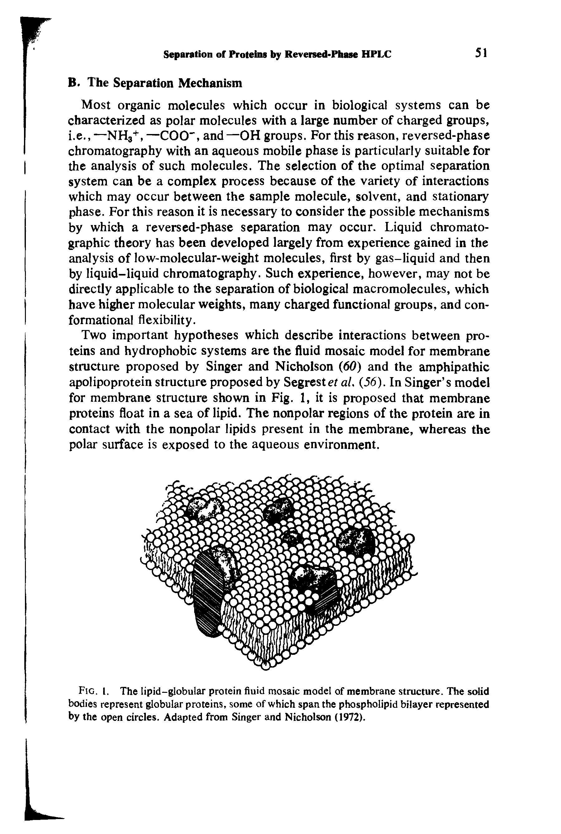 Fig. 1. The lipid-globular protein fluid mosaic model of membrane structure. The solid bodies represent globular proteins, some of which span the phospholipid bilayer represented by the open circles. Adapted from Singer and Nicholson (1972).