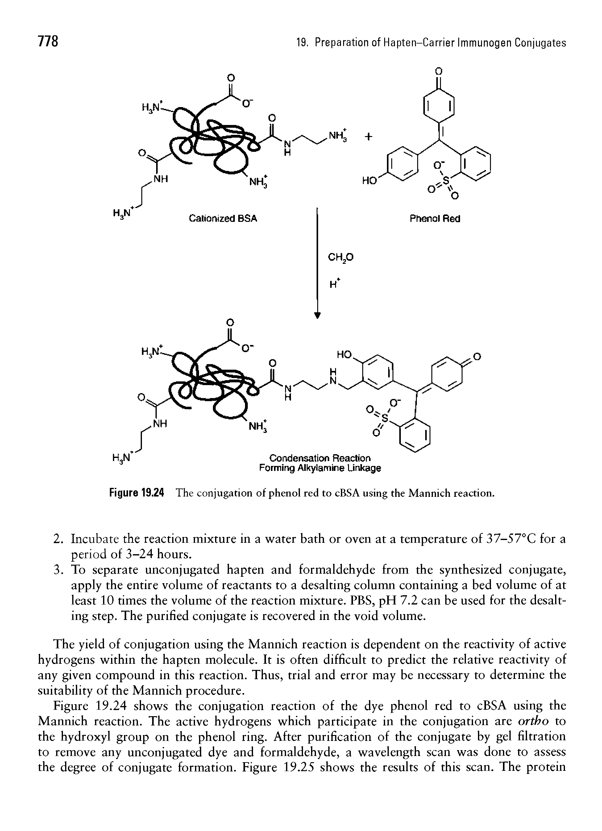 Figure 19.24 The conjugation of phenol red to cBSA using the Mannich reaction.