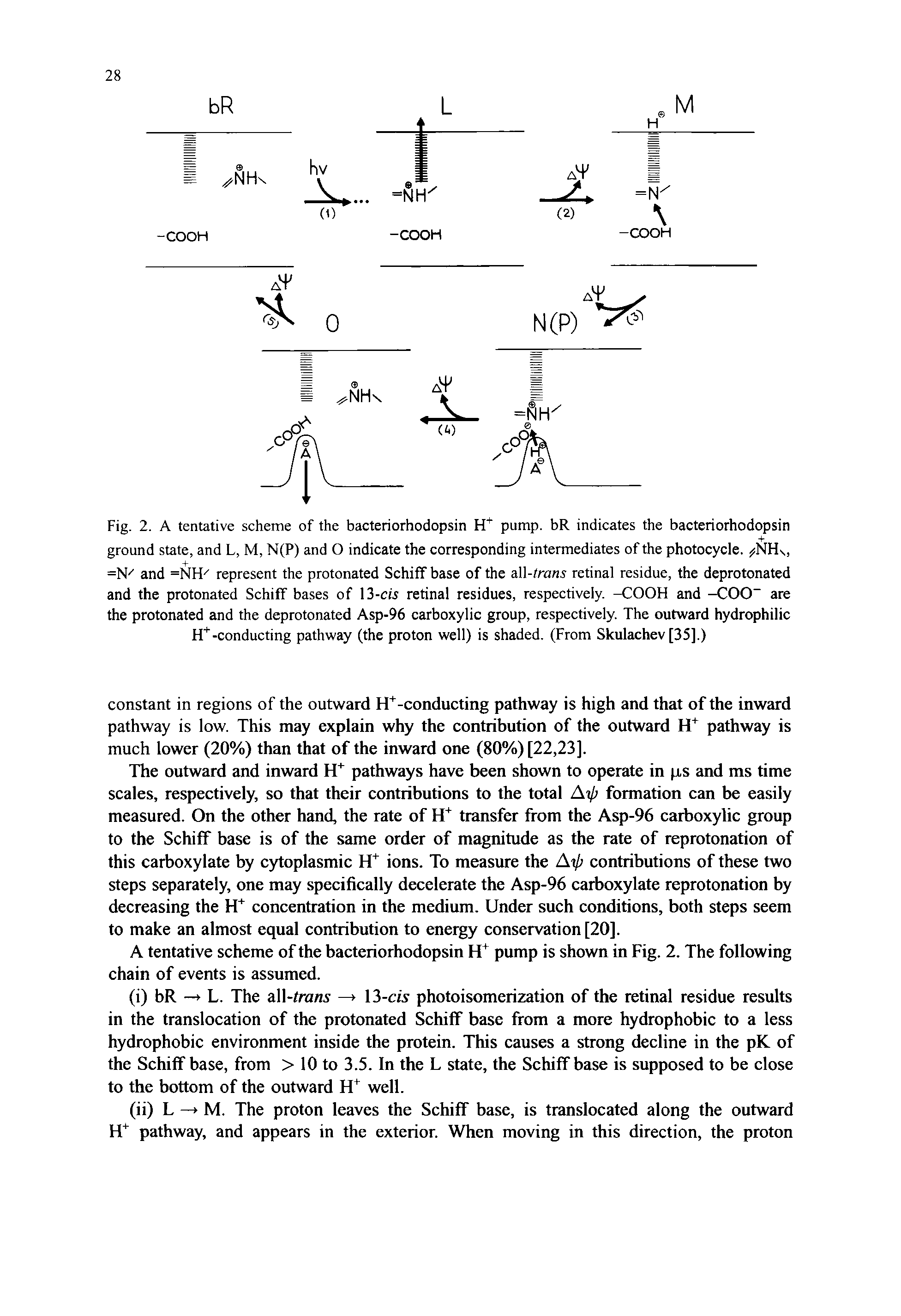 Fig. 2. A tentative scheme of the bacteriorhodopsin pump. bR indicates the bacteriorhodopsin ground state, and L, M, N(P) and O indicate the corresponding intermediates of the photocycle. NHs, =N2 and =NH represent the protonated Schiff base of the idUtrans retinal residue, the deprotonated and the protonated Schiff bases of 13-cw retinal residues, respectively. -COOH and -COO are the protonated and the deprotonated Asp-96 carboxylic group, respectively. The outward hydrophilic H -conducting pathway (the proton well) is shaded. (From Skulachev[35].)...