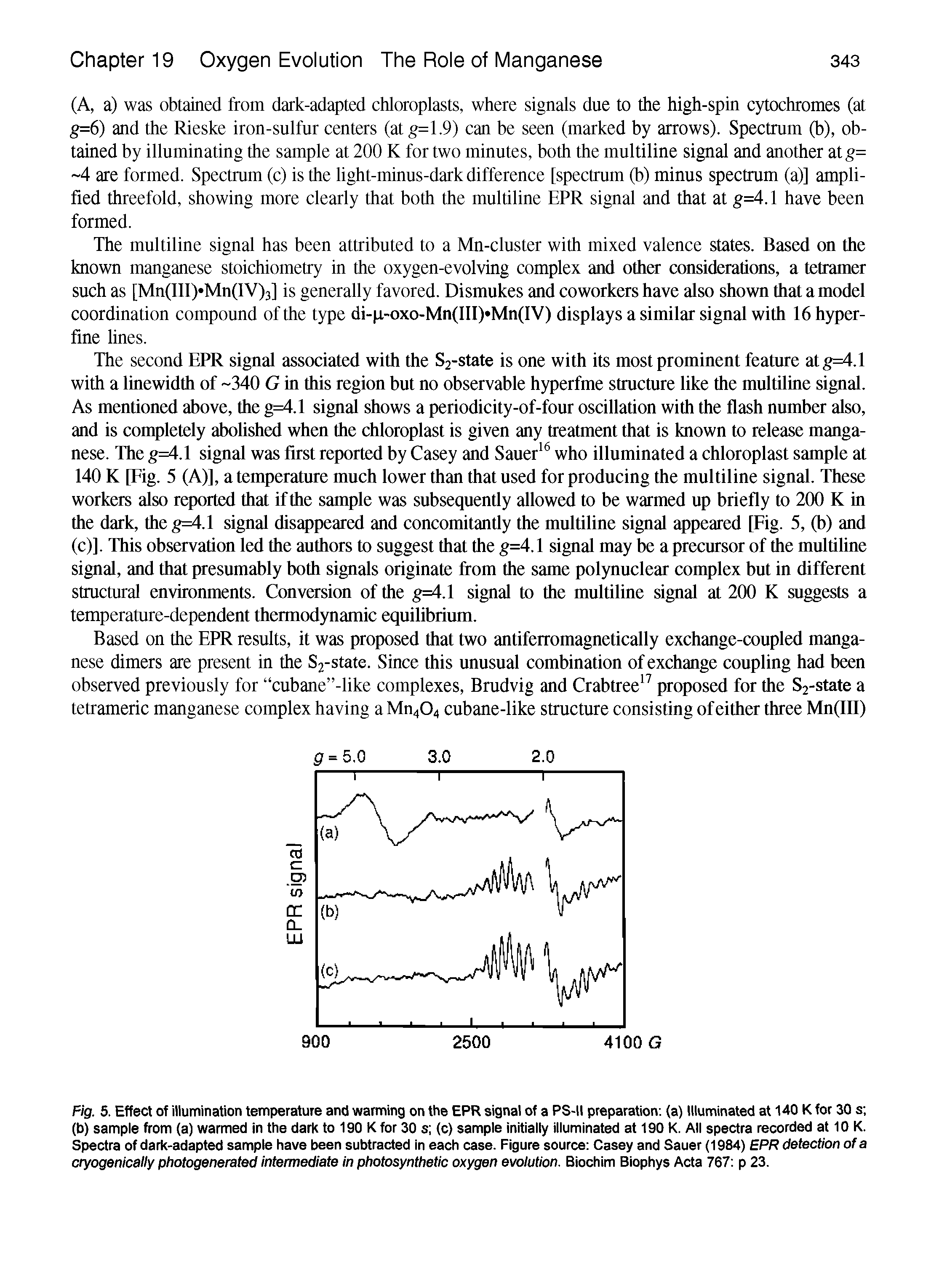 Fig. 5. Effect of illumination temperature and warming on the EPR signal of a PS-II preparation (a) Illuminated at 140 K for 30 s (b) sample from (a) warmed in the dark to 190 K for 30 s (c) sample initially illuminated at 190 K. All spectra recorded at 10 K. Spectra of dark-adapted sample have been subtracted In each case. Figure source Casey and Sauer (1984) EPR detection of a cryogenicaiiy photogenerated intermediate in photosynthetic oxygen evolution. Biochim Biophys Acta 767 p 23.