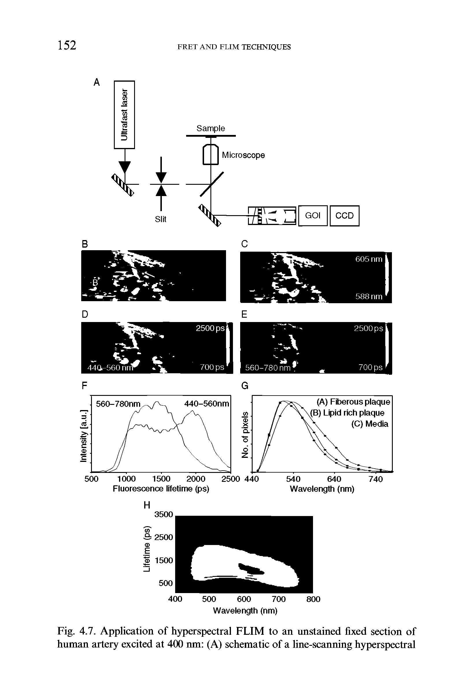 Fig. 4.7. Application of hyperspectral FLIM to an unstained fixed section of human artery excited at 400 nm (A) schematic of a line-scanning hyperspectral...