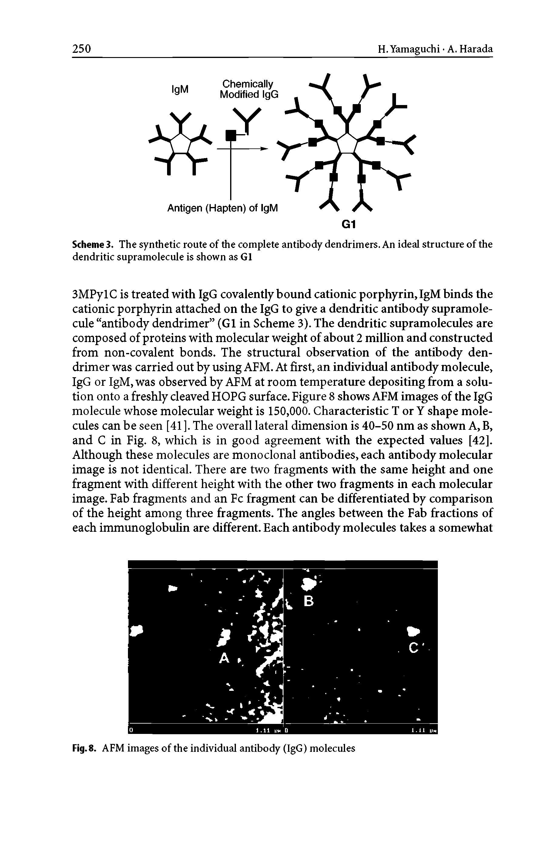 Scheme 3. The synthetic route of the complete antibody dendrimers. An ideal structme of the dendritic supramolecule is shown as G1...