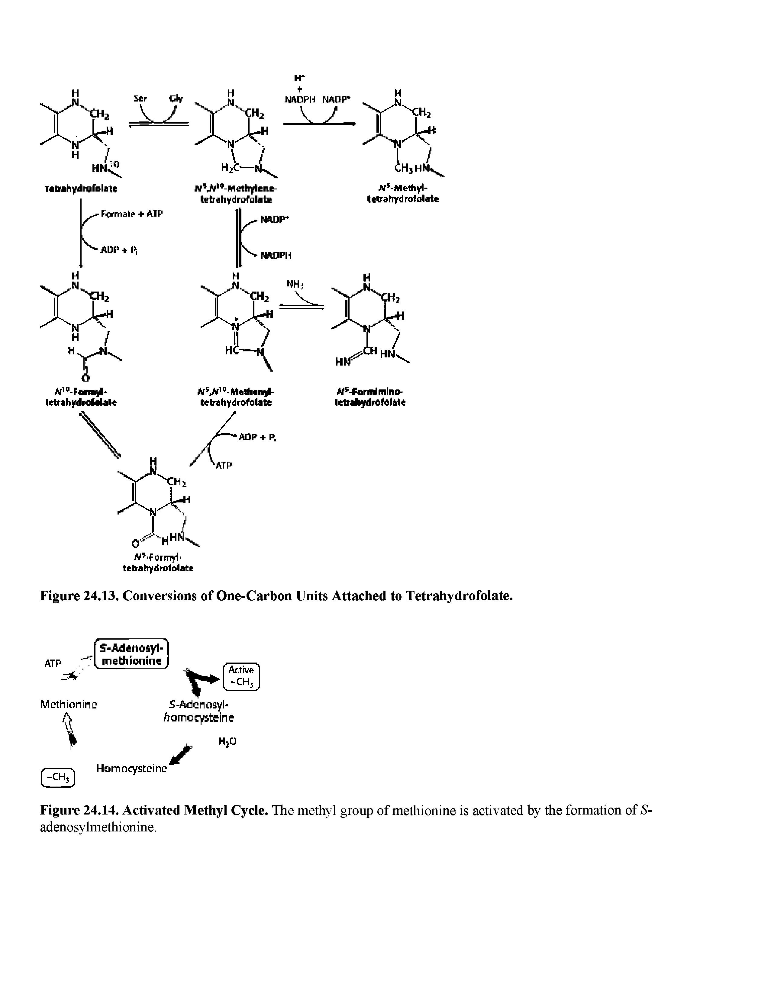Figure 24.14. Activated Methyl Cycle. The methyl group of methionine is activated by the formation of S-adenosylmethionine.