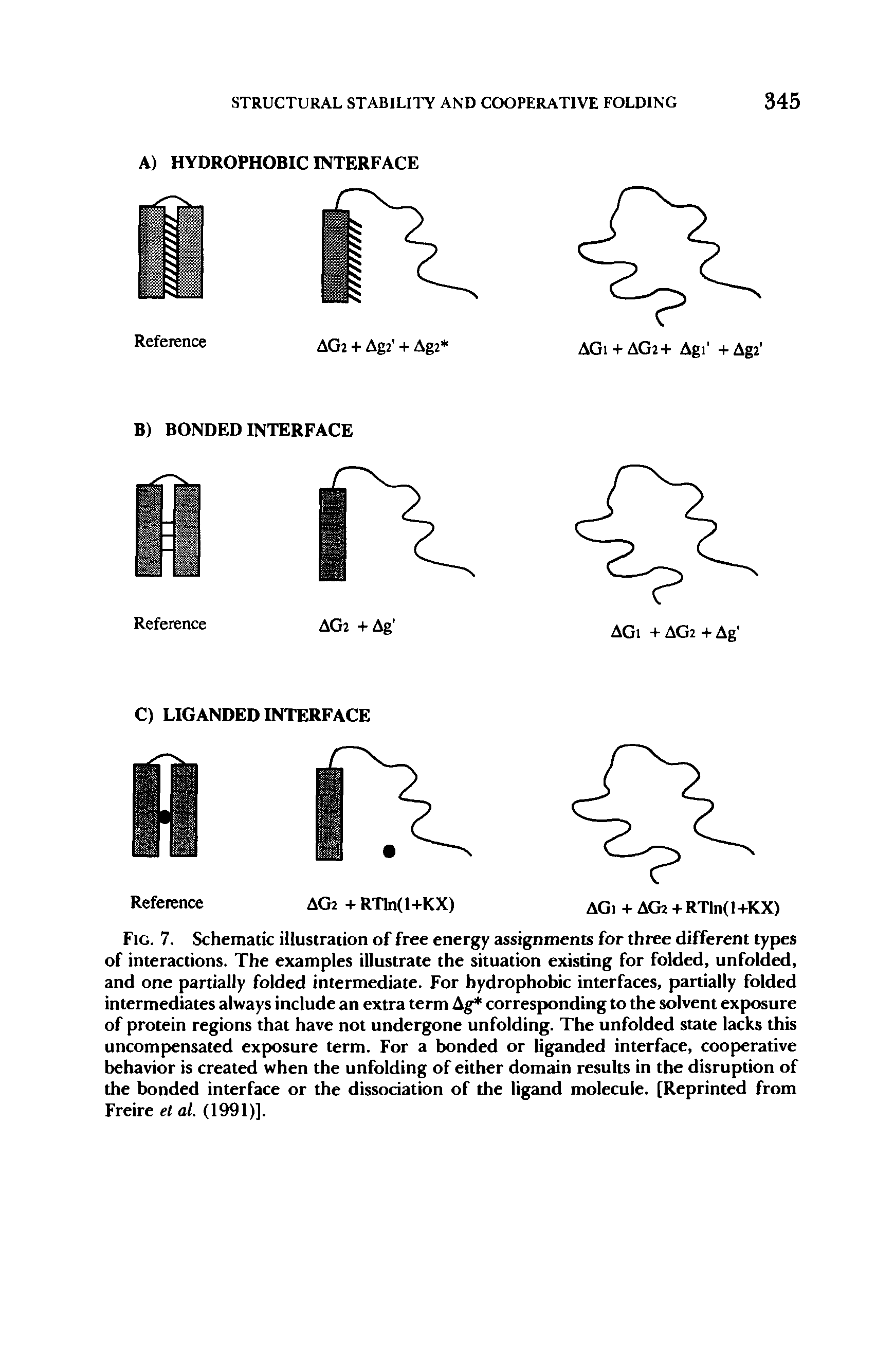Fig. 7. Schematic illustration of free energy assignments for three different types of interactions. The examples illustrate the situation existing for folded, unfolded, and one partially folded intermediate. For hydrophobic interfaces, partially folded intermediates always include an extra term Ag corresponding to the solvent exposure of protein regions that have not undergone unfolding. The unfolded state lacks this uncompensated exposure term. For a bonded or liganded interface, cooperative behavior is created when the unfolding of either domain results in the disruption of the bonded interface or the dissociation of the ligand molecule. [Reprinted from Freire el al. (1991)].