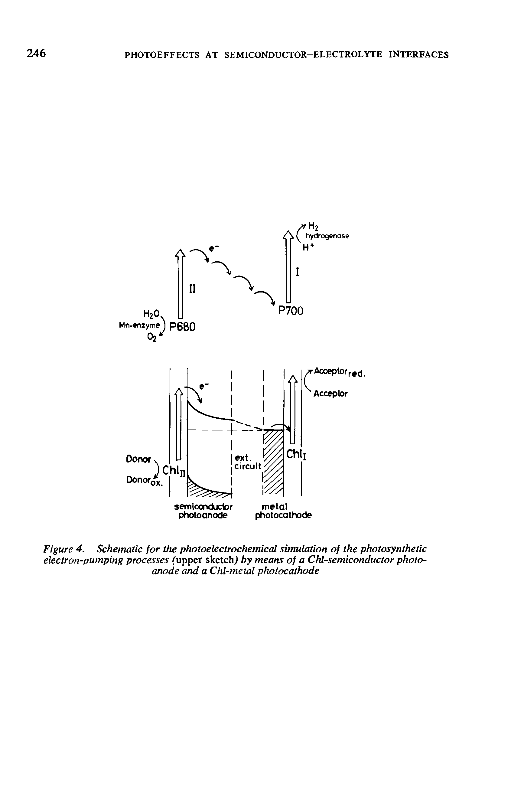 Figure 4. Schematic for the photoelectrochemical simulation of the photosynthetic electron-pumping processes ("upper sketch by means of a Chl-semiconductor photoanode and a Chl-metal photocathode...