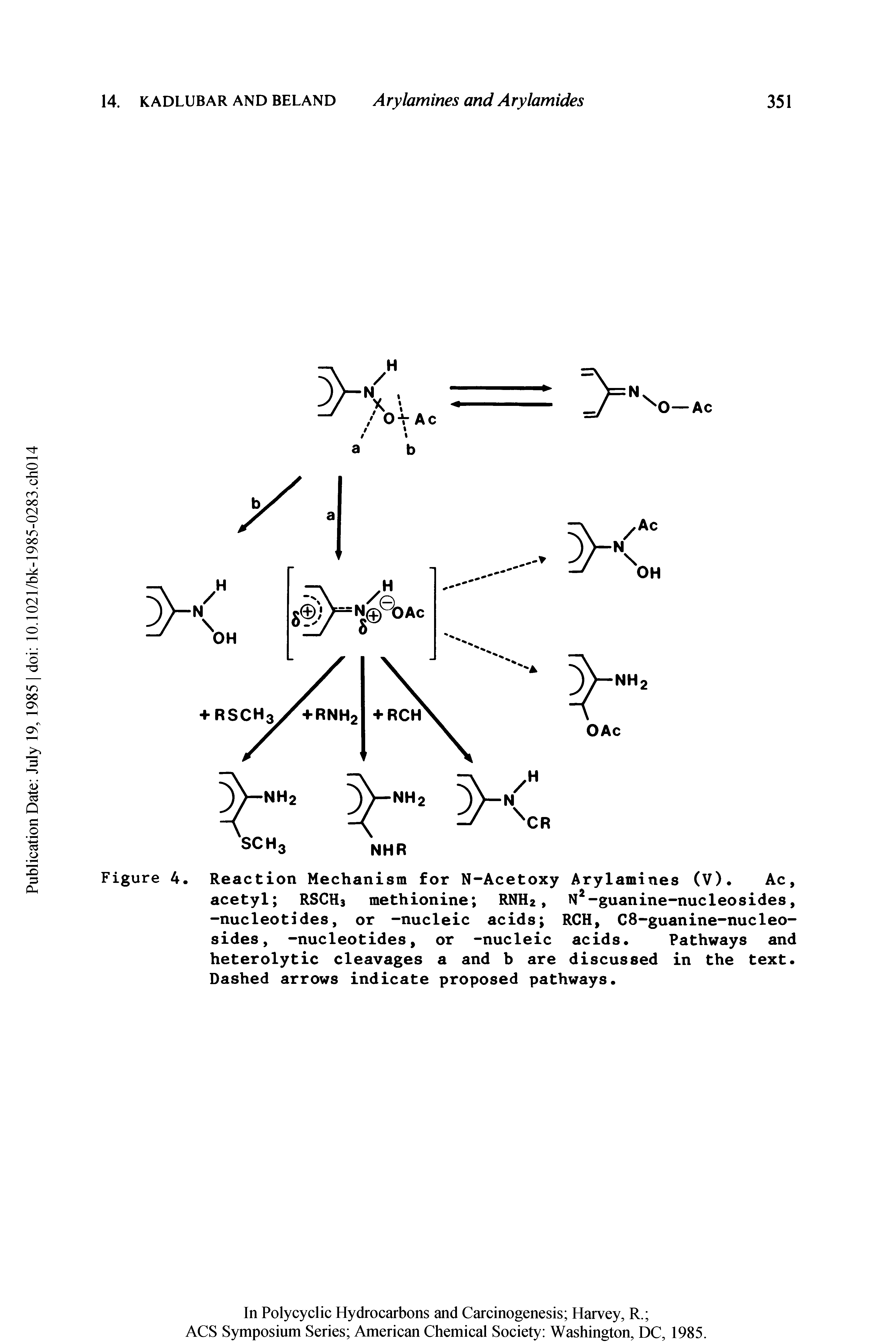Figure 4. Reaction Mechanism for N-Acetoxy Arylamines (V). Ac, acetyl RSCH3 methionine RNH2, N2-guanine-nucleosides, -nucleotides, or -nucleic acids RCH, C8-guanine-nucleo-sides, -nucleotides, or -nucleic acids. Pathways and heterolytic cleavages a and b are discussed in the text. Dashed arrows indicate proposed pathways.