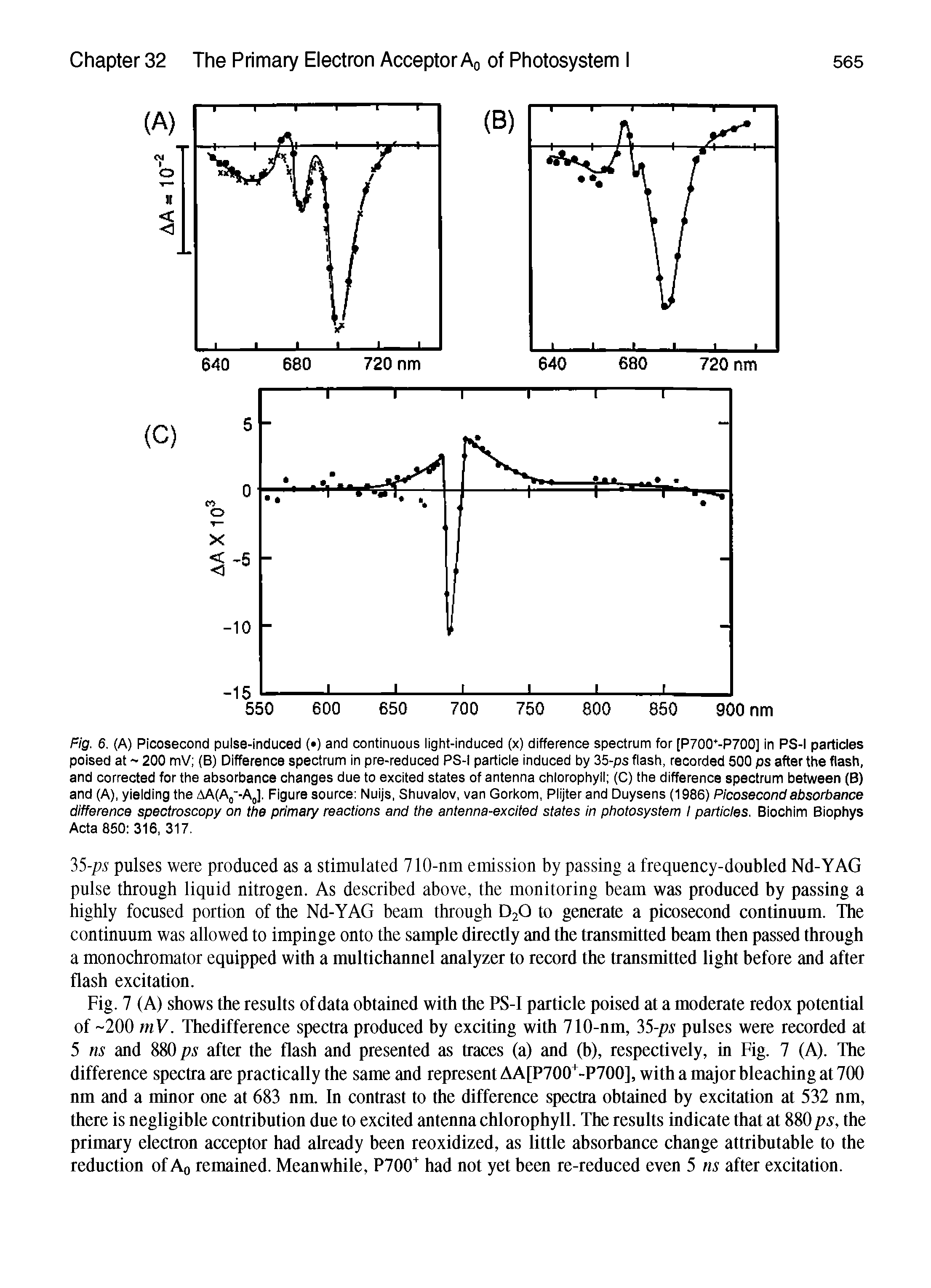 Fig. 7 (A) shows the results of data obtained with the PS-I particle poised at a moderate redox potential of -200 mV. Thedifference spectra produced by exciting with 710-nm, 35-ps pulses were recorded at 5 ns and 880 ps after the flash and presented as traces (a) and (b), respectively, in Fig. 7 (A). The difference spectra are practically the same and represent AA[P700 -P700], with a major bleaching at 700 nm and a minor one at 683 nm. In contrast to the difference spectra obtained by excitation at 532 nm, there is negligible contribution due to excited antenna chlorophyll. The results indicate that at 880 ps, the primary electron acceptor had already been reoxidized, as little absorbance change attributable to the reduction of Aq remained. Meanwhile, P700 had not yet been re-reduced even 5 ns after excitation.