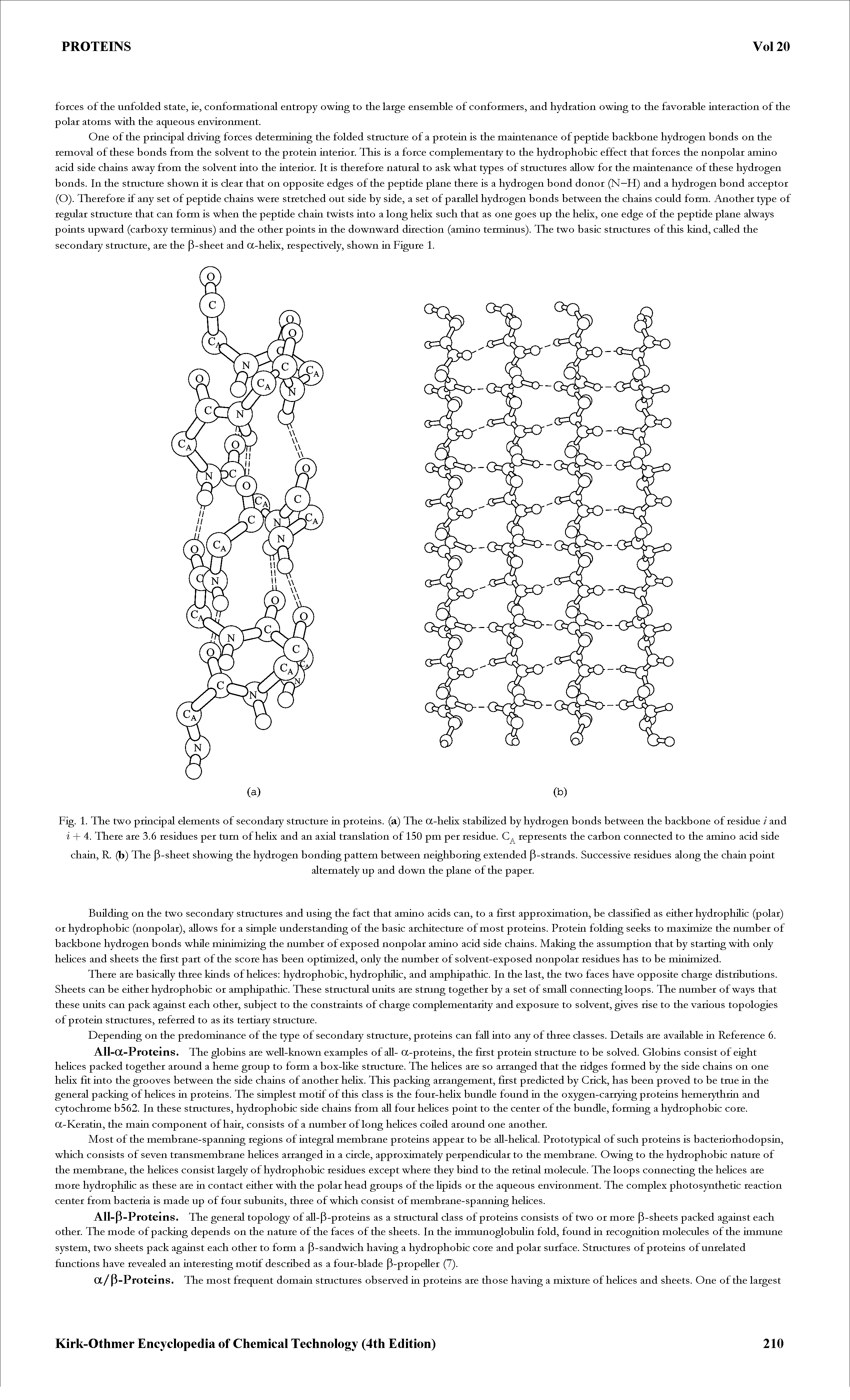 Fig. 1. The two principal elements of secondary stmcture in proteins, (a) The a-helix stabilized by hydrogen bonds between the backbone of residue i and i + 4. There are 3.6 residues per turn of helix and an axial translation of 150 pm per residue. represents the carbon connected to the amino acid side chain, R. (b) The P sheet showing the hydrogen bonding pattern between neighboring extended -strands. Successive residues along the chain point...