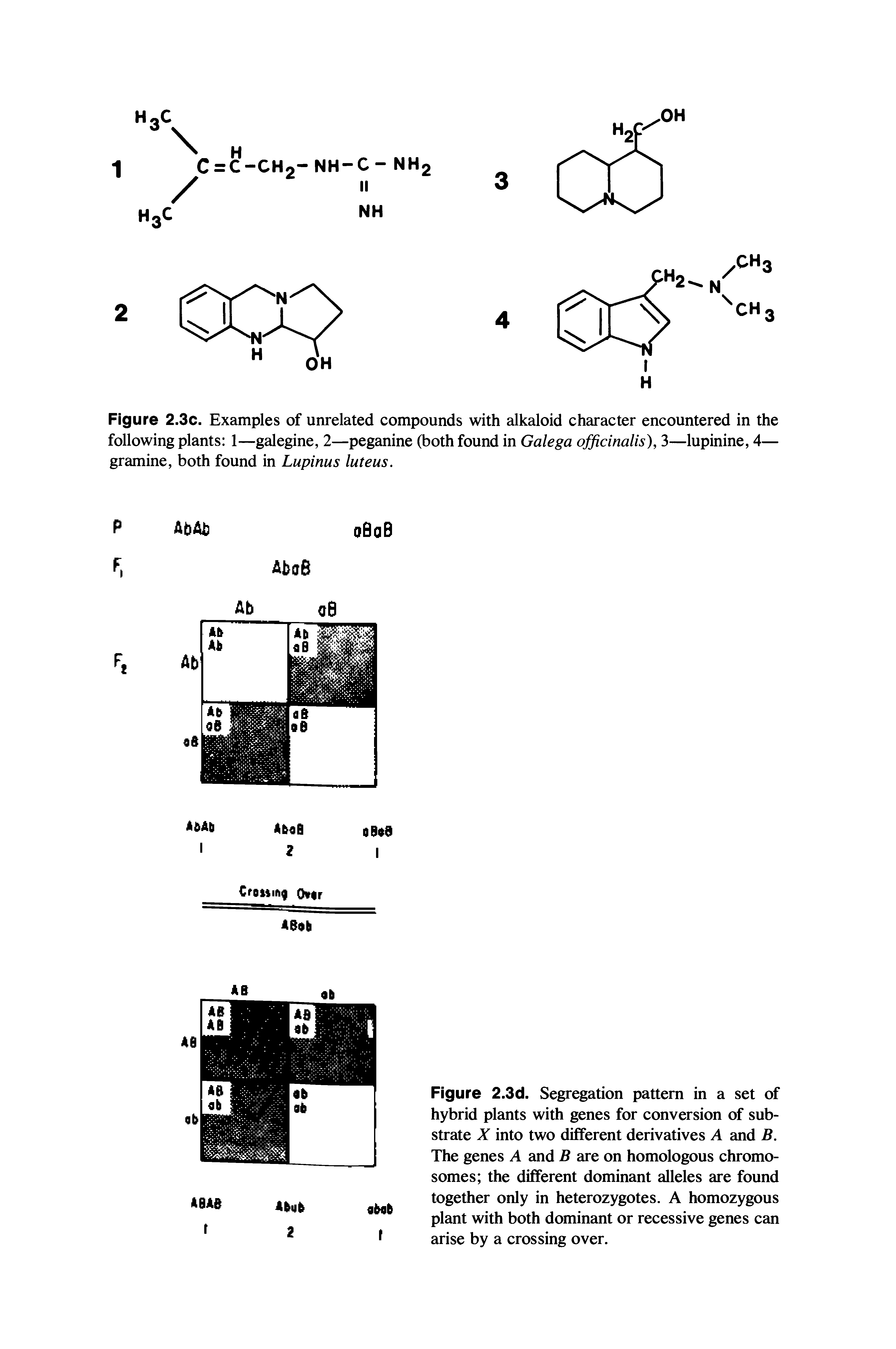 Figure 2.3c. Examples of unrelated compounds with alkaloid character encountered in the following plants 1—galegine, 2—peganine (both found in Galega officinalis), 3—lupinine, 4— gramine, both found in Lupinus luteus.