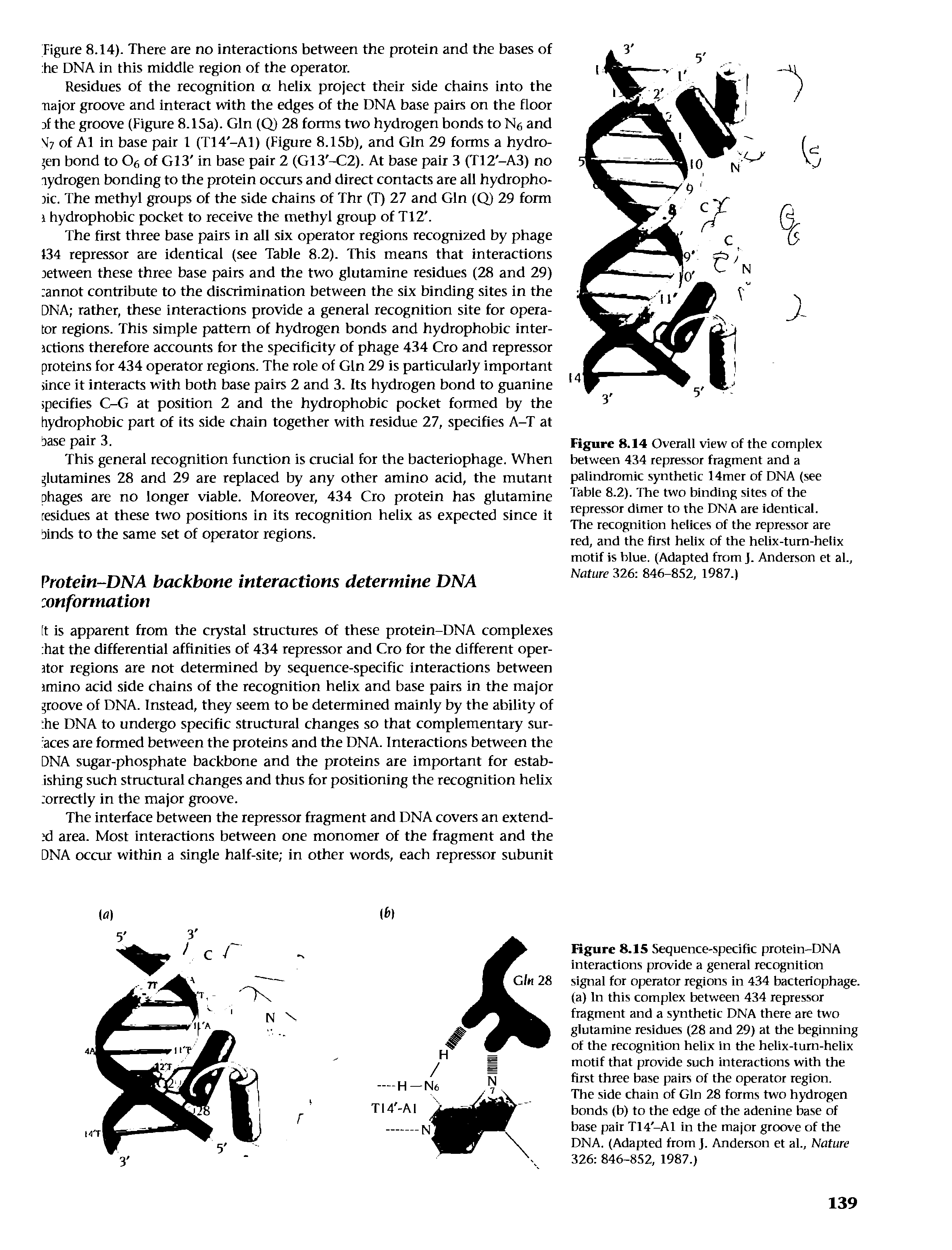 Figure 8.15 Sequence-specific protein-DNA interactions provide a general recognition signal for operator regions in 434 bacteriophage, (a) In this complex between 434 repressor fragment and a synthetic DNA there are two glutamine residues (28 and 29) at the beginning of the recognition helix in the helix-turn-helix motif that provide such interactions with the first three base pairs of the operator region.