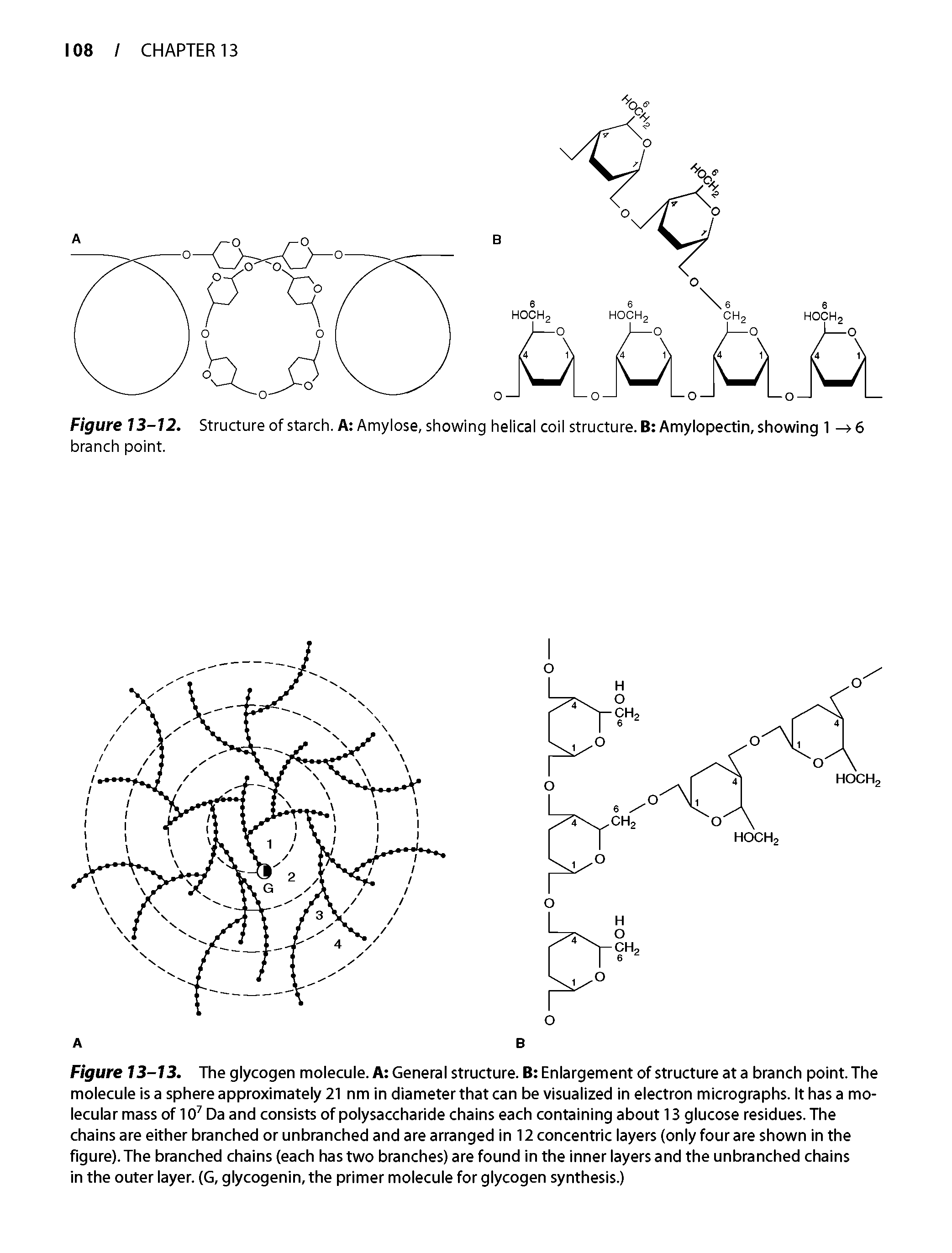 Figure 13-13. The glycogen molecule. A General structure. B Enlargement of structure at a branch point. The molecule is a sphere approximately 21 nm in diameter that can be visualized in electron micrographs. It has a molecular mass of 10 Da and consists of polysaccharide chains each containing about 13 glucose residues. The chains are either branched or unbranched and are arranged in 12 concentric layers (only four are shown in the figure). The branched chains (each has two branches) are found in the inner layers and the unbranched chains in the outer layer. (G, glycogenin, the primer molecule for glycogen synthesis.)...
