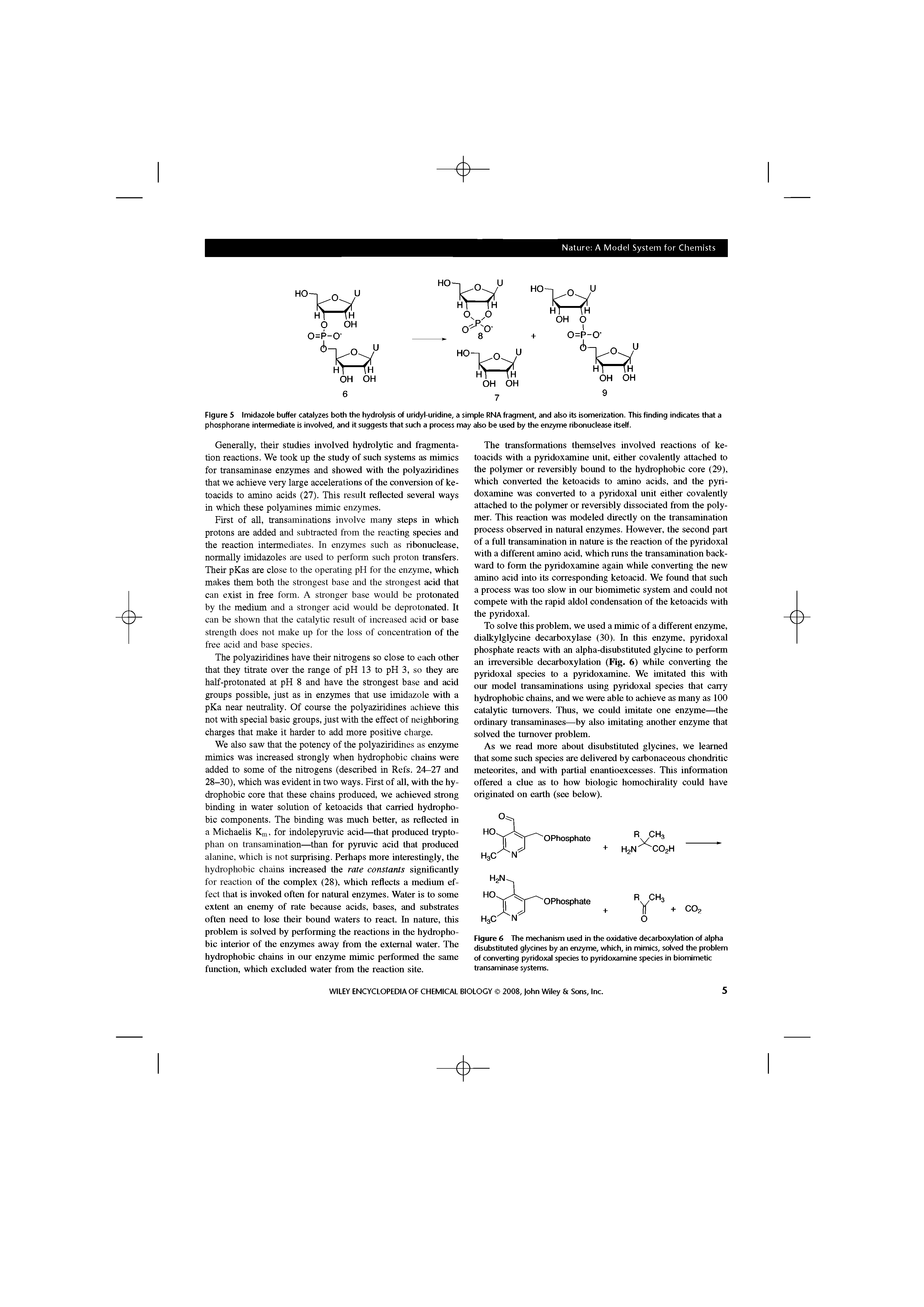 Figure 6 The mechanism used in the oxidative decarboxylation of alpha disubstituted glycines by an enzyme, which, in mimics, solved the problem of converting pyridoxal species to pyridoxamine species in biomimetic transaminase systems.