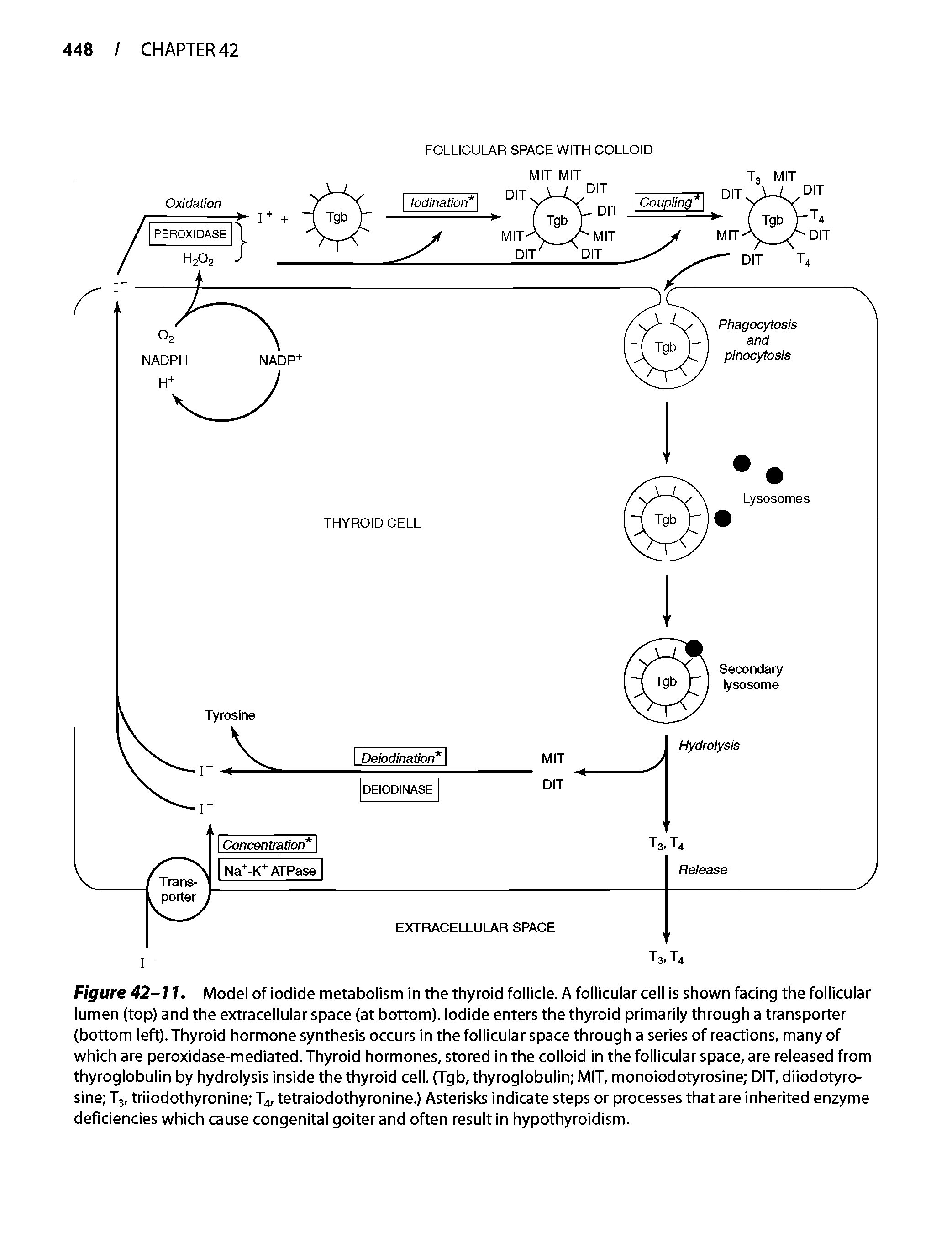 Figure 42-11. Model of iodide metabolism in the thyroid follicle. A follicular cell is shown facing the follicular lumen (top) and the extracellular space (at bottom). Iodide enters the thyroid primarily through a transporter (bottom left). Thyroid hormone synthesis occurs in the follicular space through a series of reactions, many of which are peroxidase-mediated. Thyroid hormones, stored in the colloid in the follicular space, are released from thyroglobulin by hydrolysis inside the thyroid cell. (Tgb, thyroglobulin MIT, monoiodotyrosine DIT, diiodotyro-sine Tj, triiodothyronine T4, tetraiodothyronine.) Asterisks indicate steps or processes that are inherited enzyme deficiencies which cause congenital goiter and often result in hypothyroidism.