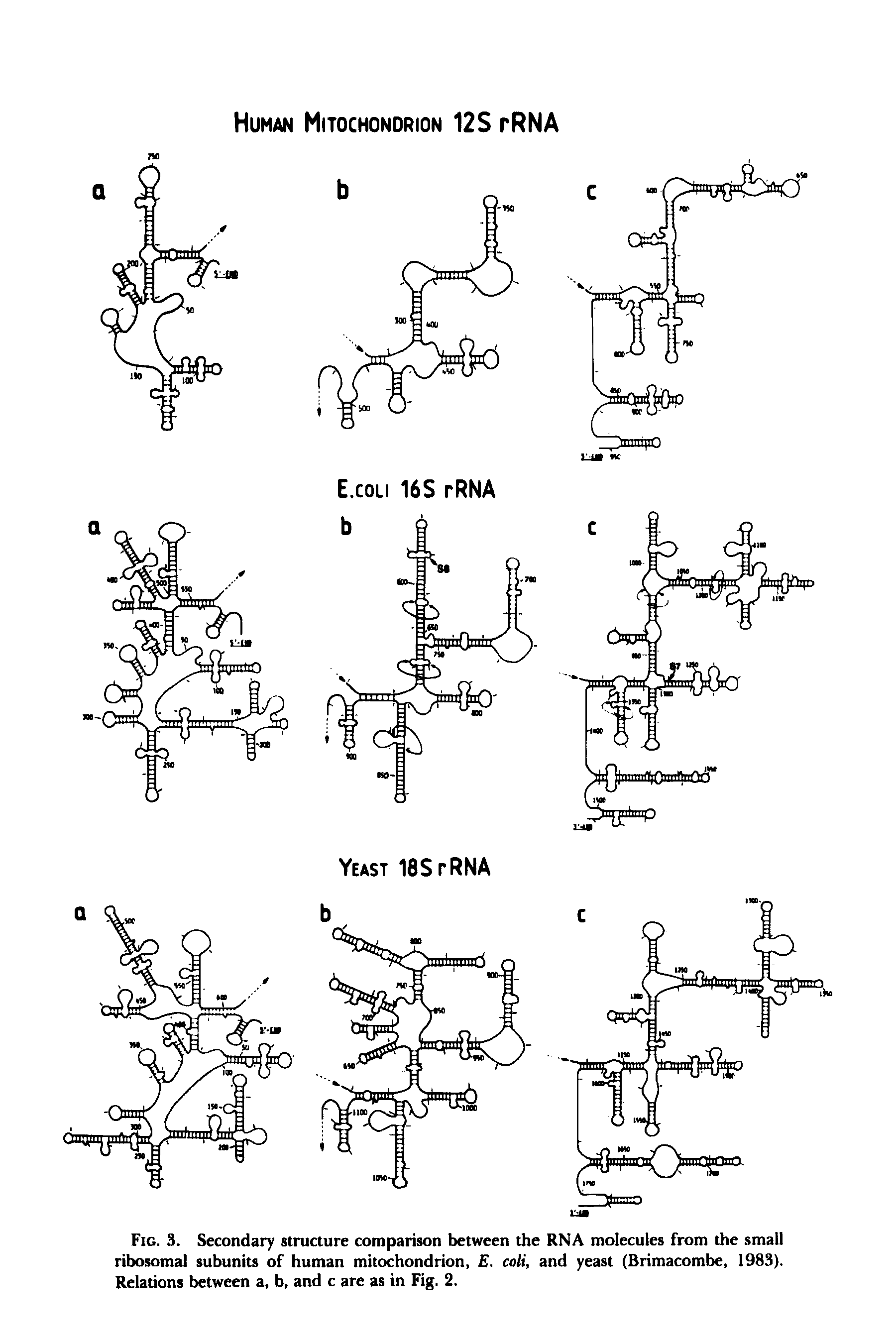 Fig. 3. Secondary structure comparison between the RNA molecules from the small ribosomal subunits of human mitochondrion, E. coli, and yeast (Brimacombe, 1983). Relations between a, b, and c are as in Fig. 2.
