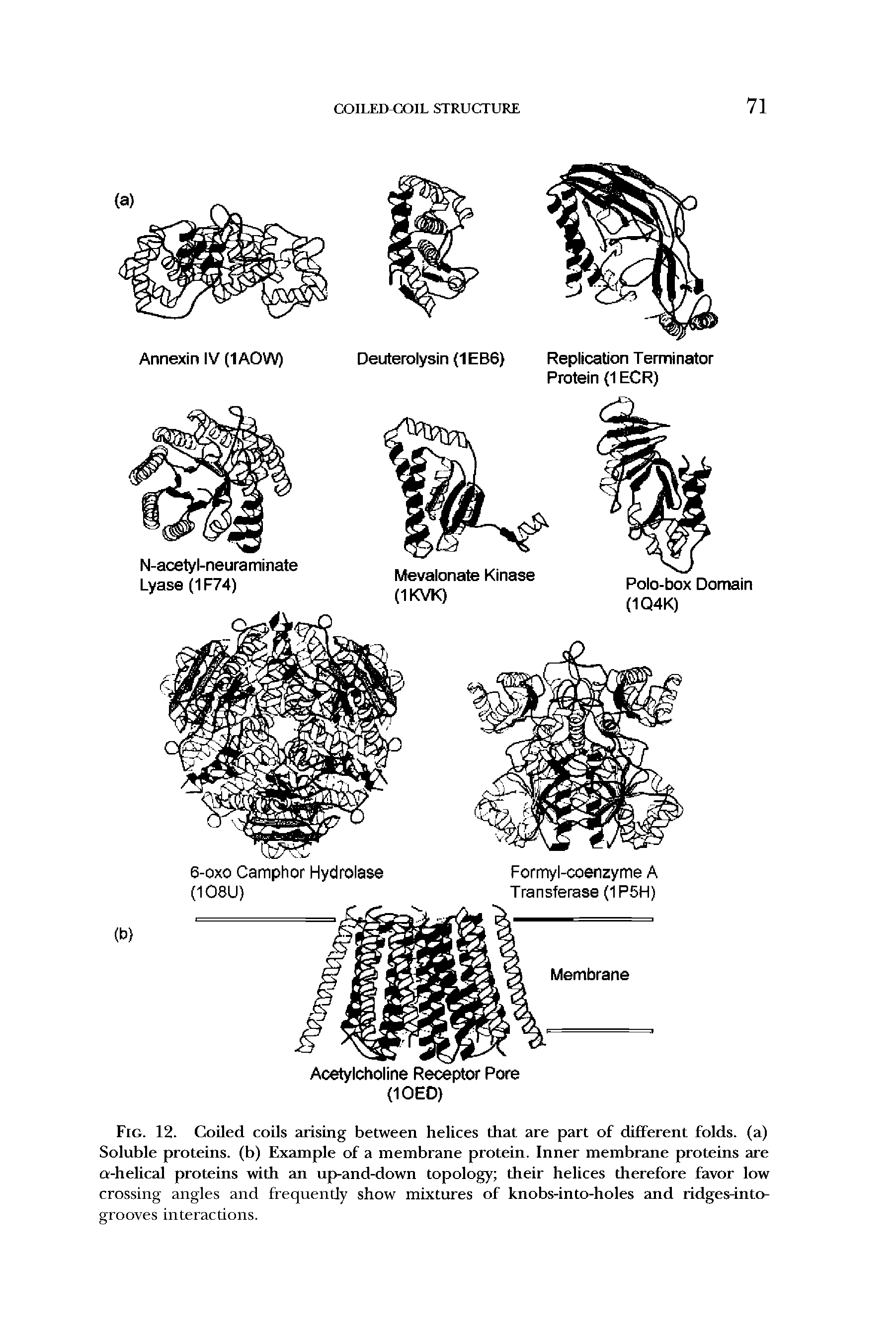 Fig. 12. Coiled coils arising between helices that are part of different folds, (a) Soluble proteins, (b) Example of a membrane protein. Inner membrane proteins are Q-helical proteins with an up-and-down topology their helices therefore favor low crossing angles and frequently show mixtures of knobs-into-holes and ridges-into-...