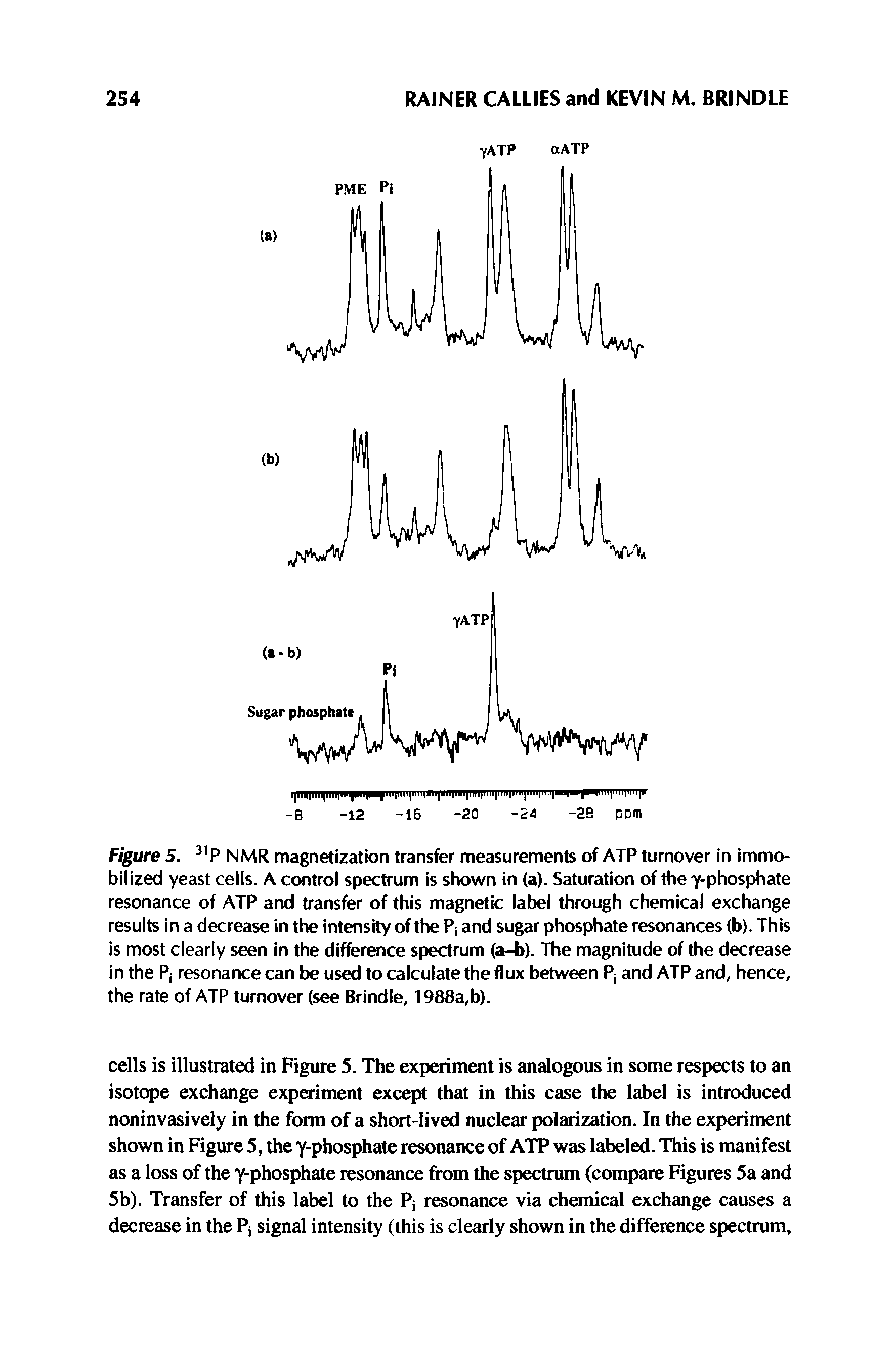 Figure 5. 31P NMR magnetization transfer measurements of ATP turnover in immobilized yeast cells. A control spectrum is shown in (a). Saturation of the y-phosphate resonance of ATP and transfer of this magnetic label through chemical exchange results in a decrease in the intensity of the P, and sugar phosphate resonances (b). This is most clearly seen in the difference spectrum (a-b). The magnitude of the decrease in the P, resonance can be used to calculate the flux between P, and ATP and, hence, the rate of ATP turnover (see Brindle, 1988a,b).