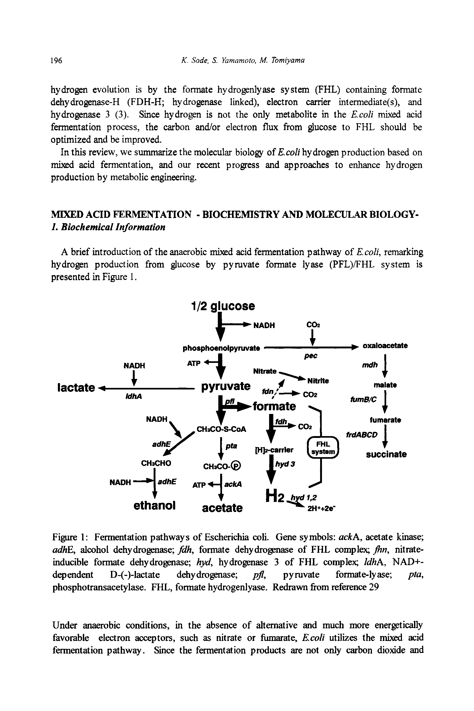 Figure 1 Fermentation pathways of Escherichia coli. Gene symbols ackA, acetate kinase adhE, alcohol dehydrogenase fdh, formate dehydrogenase of FHL complex fhn, nitrate-inducible formate dehydrogenase hyd, hydrogenase 3 of FHL complex IdhA, NAD+-dependent D-(-)-lactate dehydrogenase pfl, pyruvate formate-lyase pta, phosphotransacetylase. FHL, formate hydrogenlyase. Redrawn from reference 29...