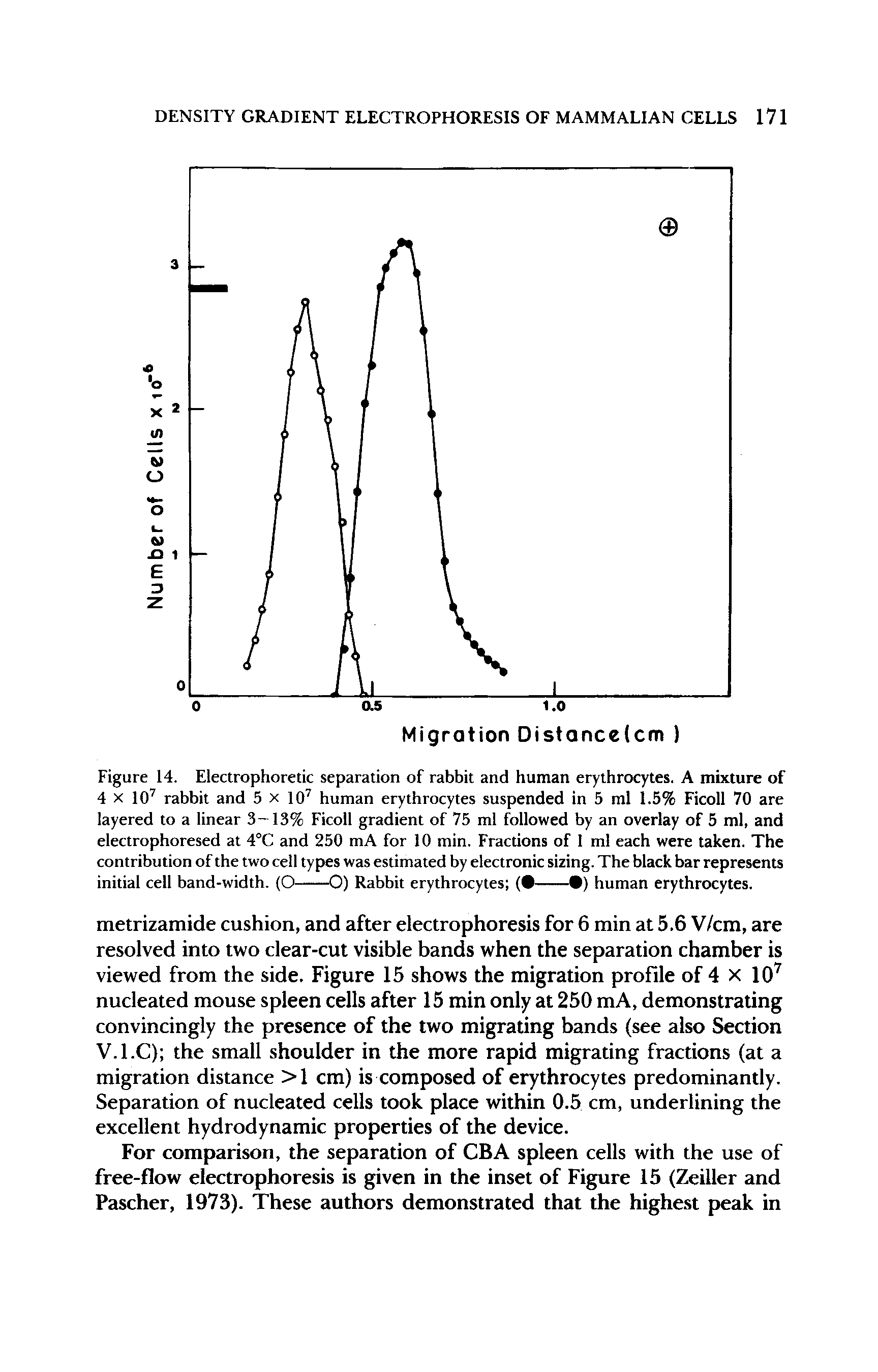 Figure 14. Electrophoretic separation of rabbit and human erythrocytes. A mixture of 4 x 107 rabbit and 5 x 107 human erythrocytes suspended in 5 ml 1.5% Ficoll 70 are layered to a linear 3-13% Ficoll gradient of 75 ml followed by an overlay of 5 ml, and electrophoresed at 4°C and 250 mA for 10 min. Fractions of 1 ml each were taken. The contribution of the two cell types was estimated by electronic sizing. The black bar represents initial cell band-width. (O——O) Rabbit erythrocytes ( - ) human erythrocytes.