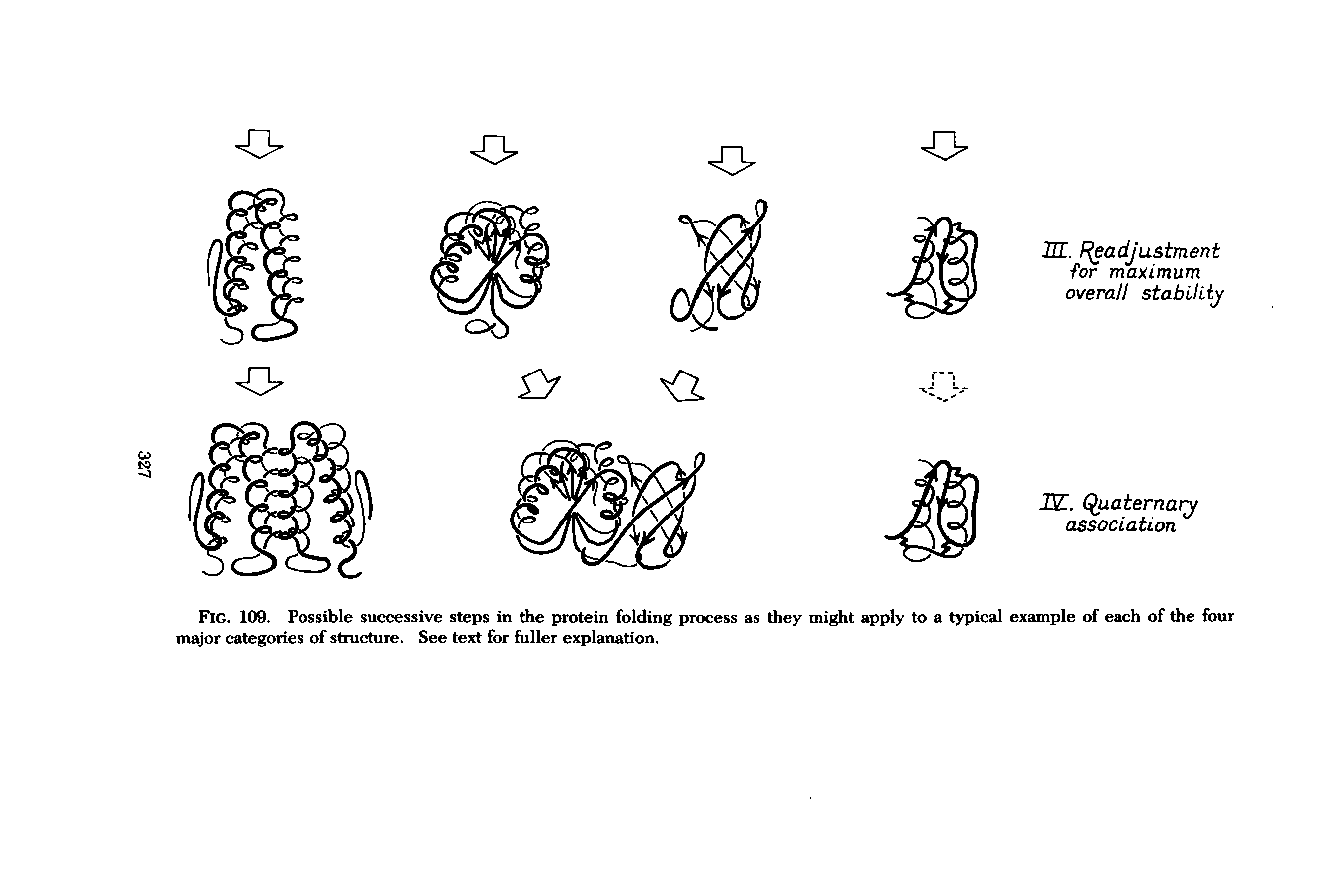 Fig. 109. Possible successive steps in the protein folding process as they might apply to a typical example of each of the four major categories of structure. See text for fuller explanation.