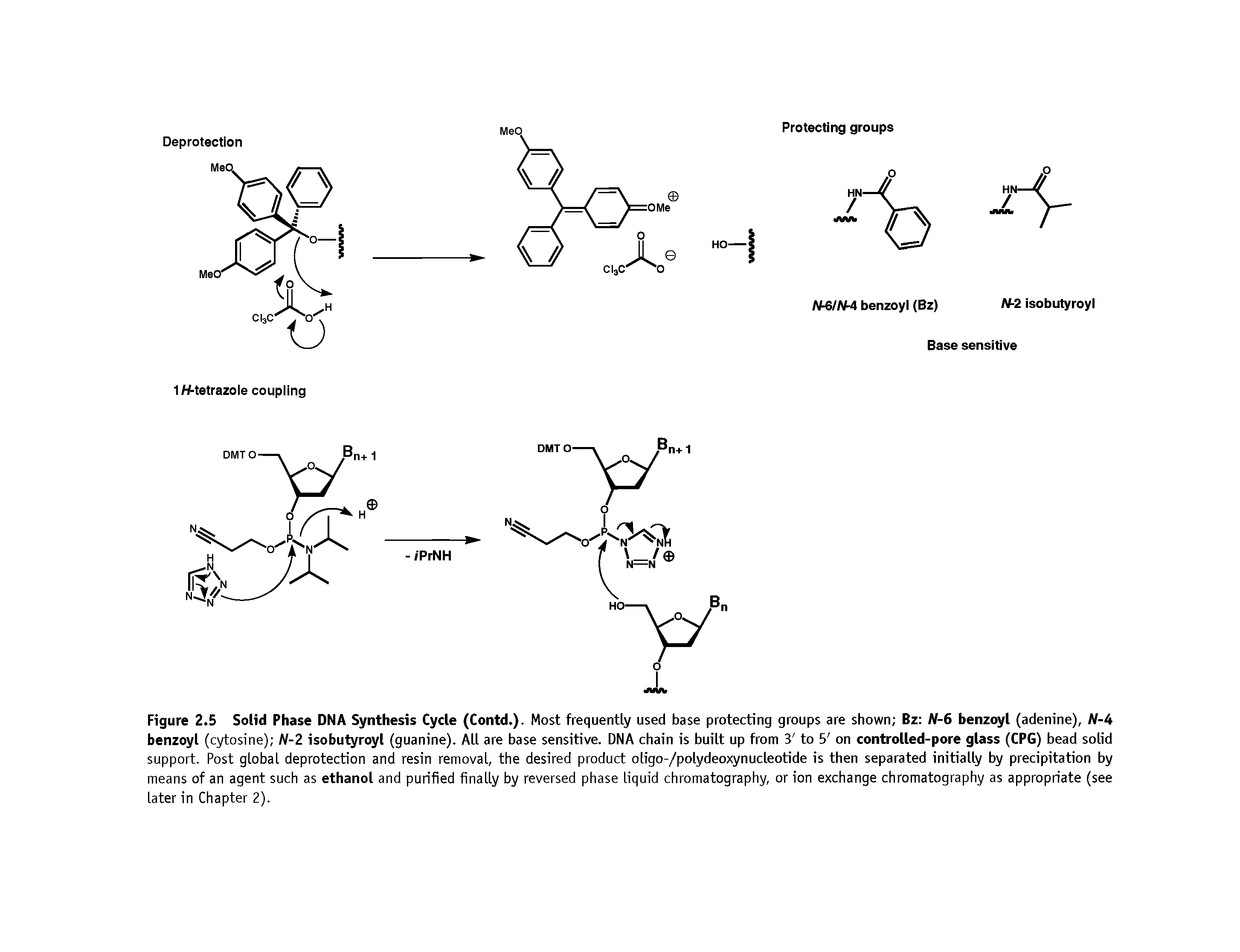 Figure 2.5 Solid Phase DNA Synthesis Cycle (Contd.). Most frequently used base protecting groups are shown Bz Af-6 benzoyl (adenine), W-4 benzoyl (cytosine) N-2 isobutyroyl (guanine). All are base sensitive. DNA chain is built up from 3 to 5 on controlled-pore glass (CPG) bead solid support. Post global deprotection and resin removal, the desired product oligo-/polydeoxynucleotide is then separated initially by precipitation by means of an agent such as ethanol and purified finally by reversed phase liquid chromatography, or ion exchange chromatography as appropriate (see later in Chapter 2).