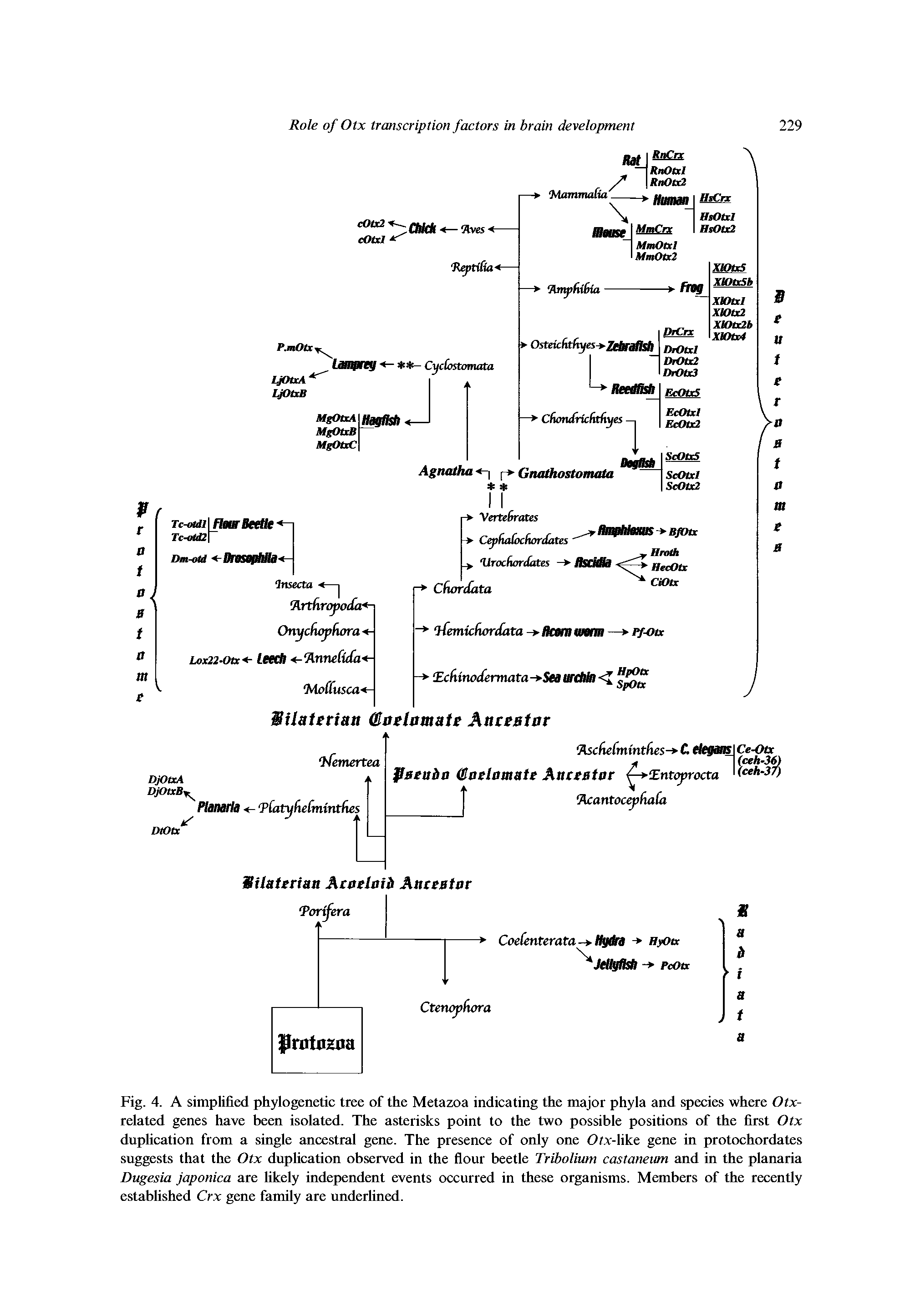 Fig. 4. A simplified phylogenetic tree of the Metazoa indicating the major phyla and species where Otx-related genes have been isolated. The asterisks point to the two possible positions of the first Otx duplication from a single ancestral gene. The presence of only one Otx-like gene in protochordates suggests that the Otx duplication observed in the flour beetle Tribolium castaneum and in the planaria Dugesia japonica are likely independent events occurred in these organisms. Members of the recently established Crx gene family are underlined.